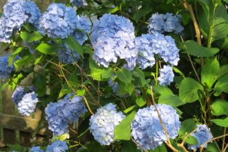 Blue Hydrangeas