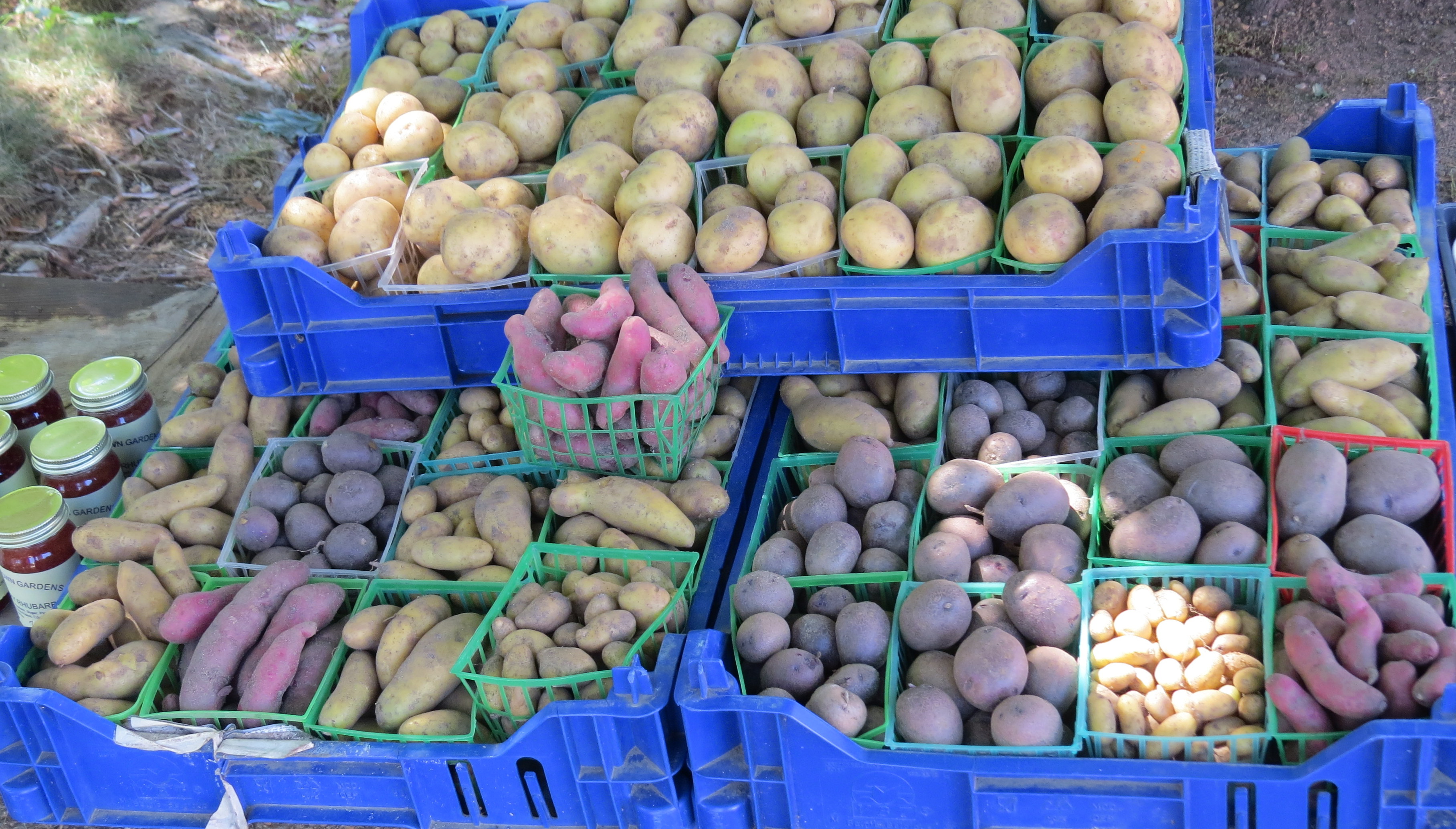 Potatoes at the West Tisbury Farmers Market