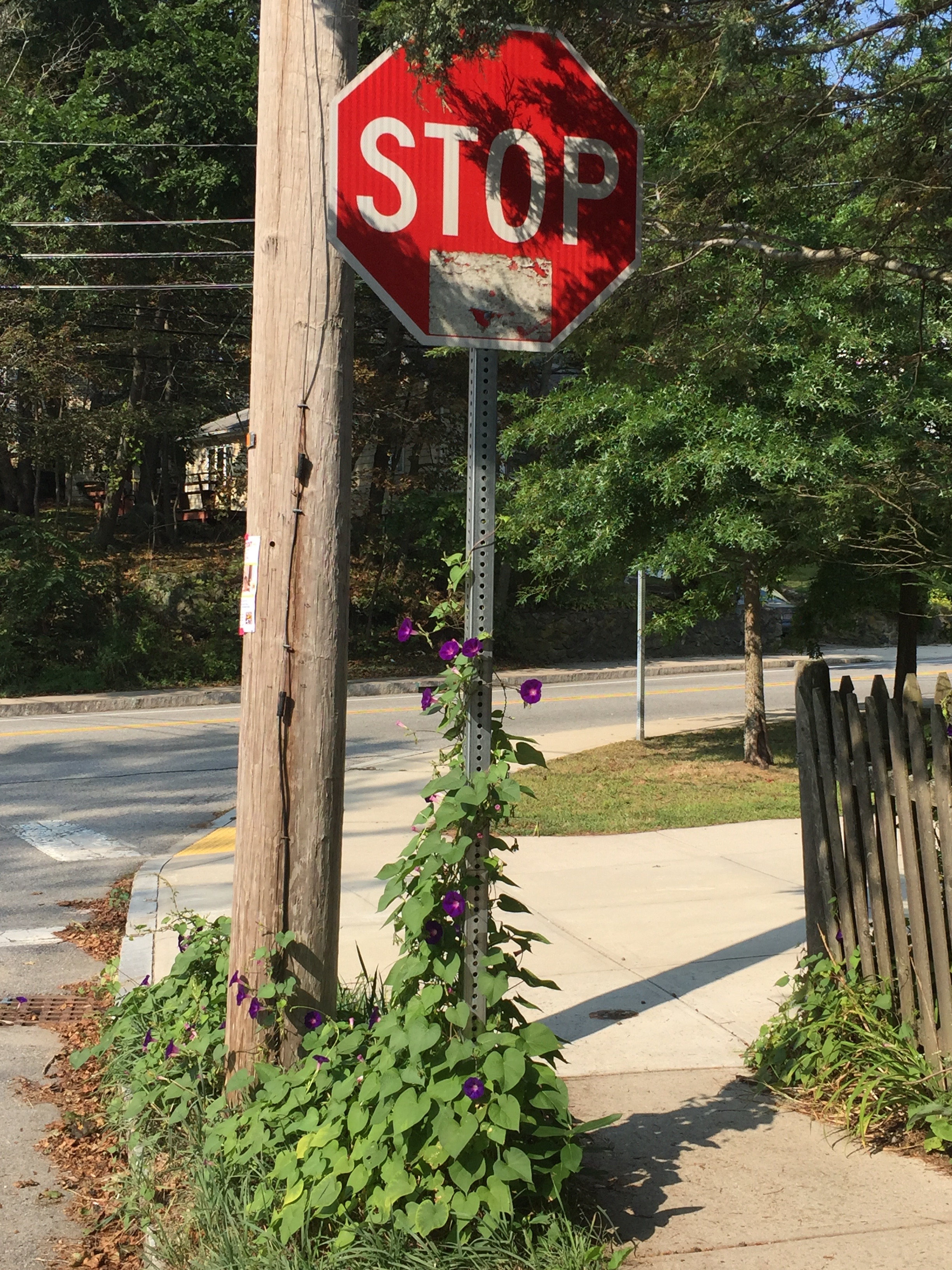 Stop Sign with Morning Glories