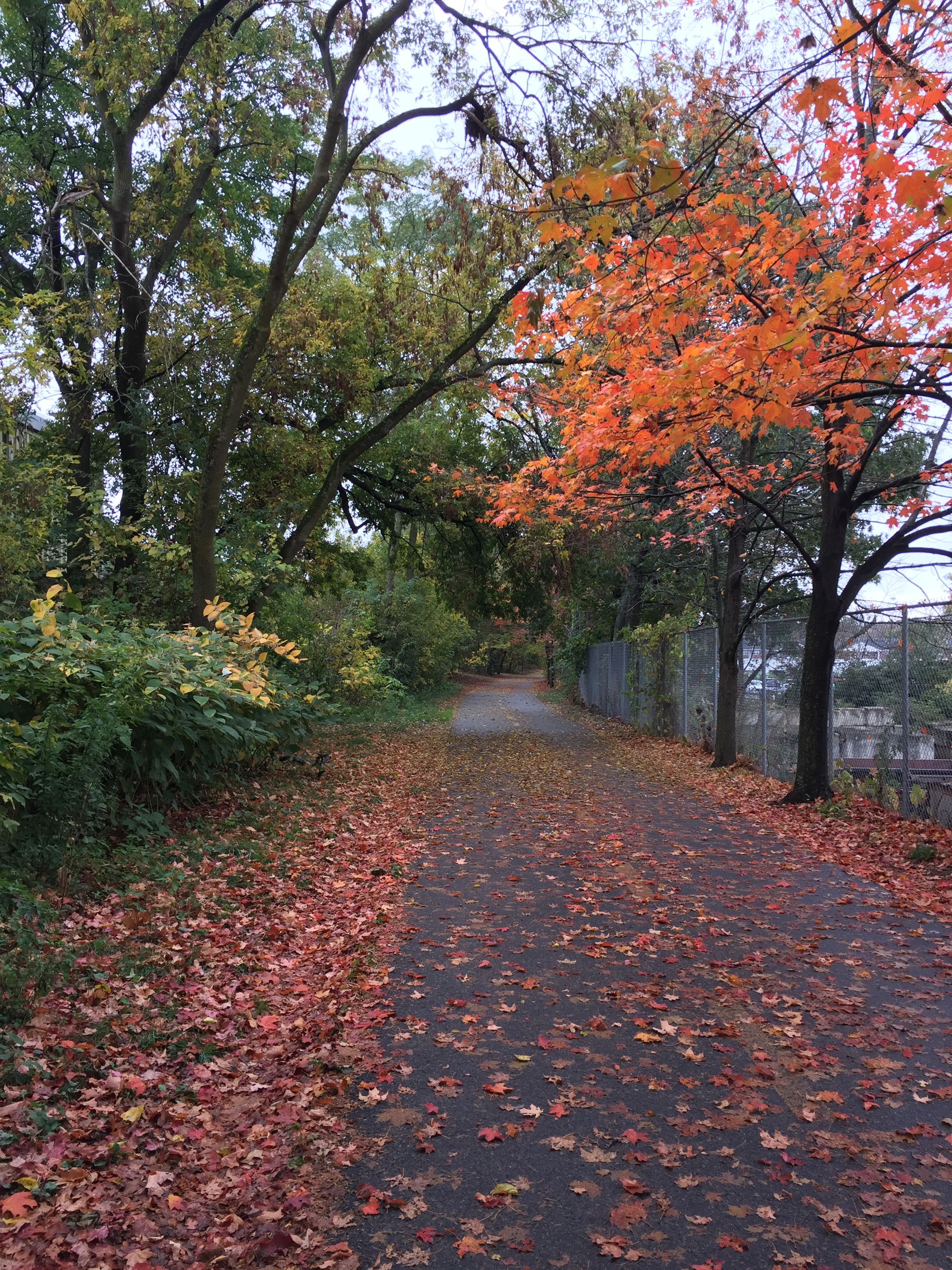 Fall on the Minuteman Bike Path, Arlington