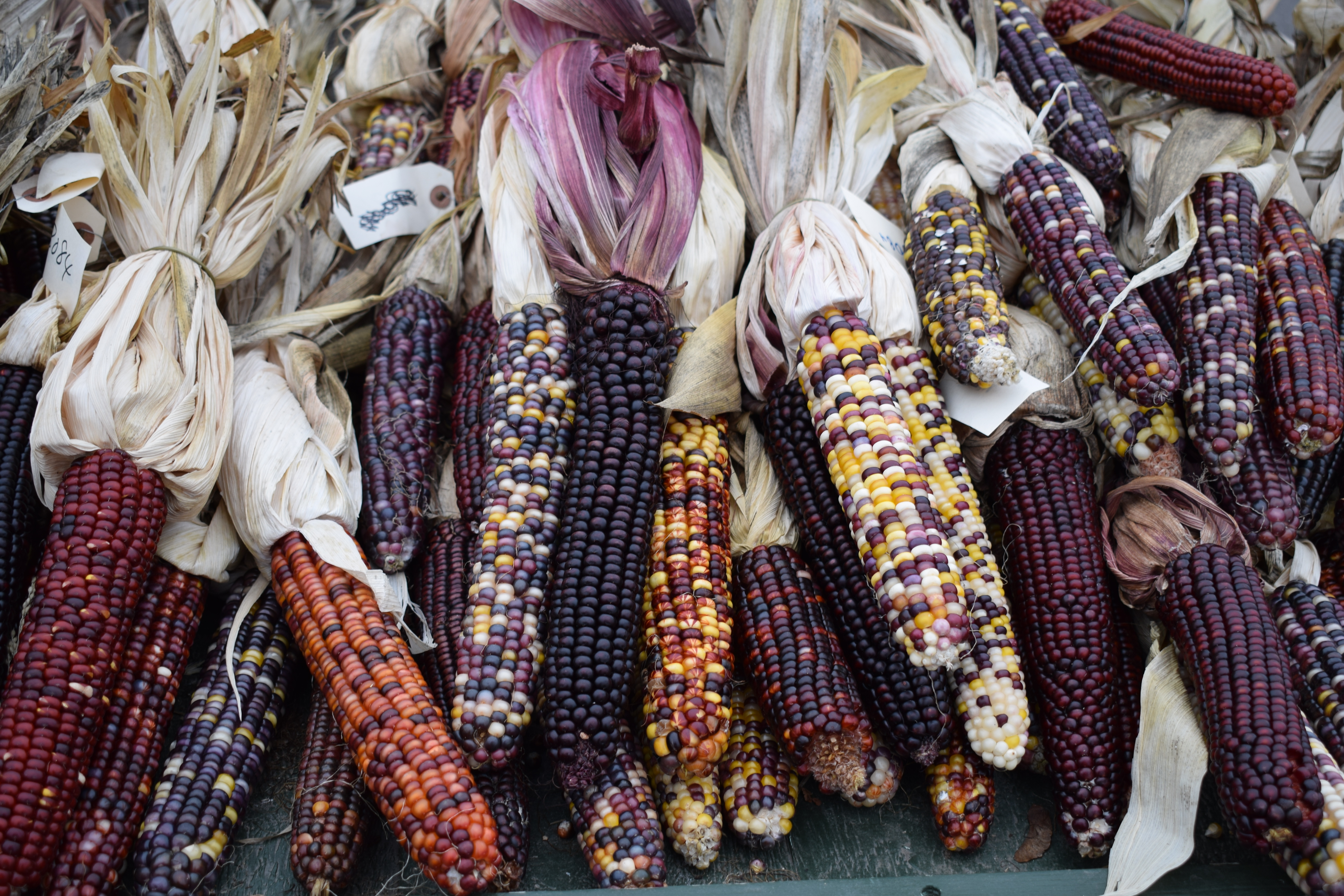 Colorful Dried Corn at Local Farm Stand