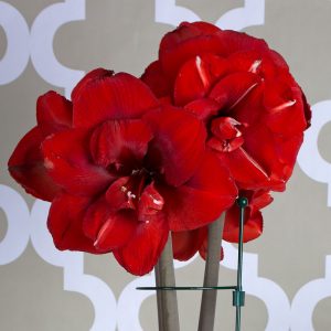 White Flower Farm Double King Amaryllis, Thank You Gifts for Your Hosts