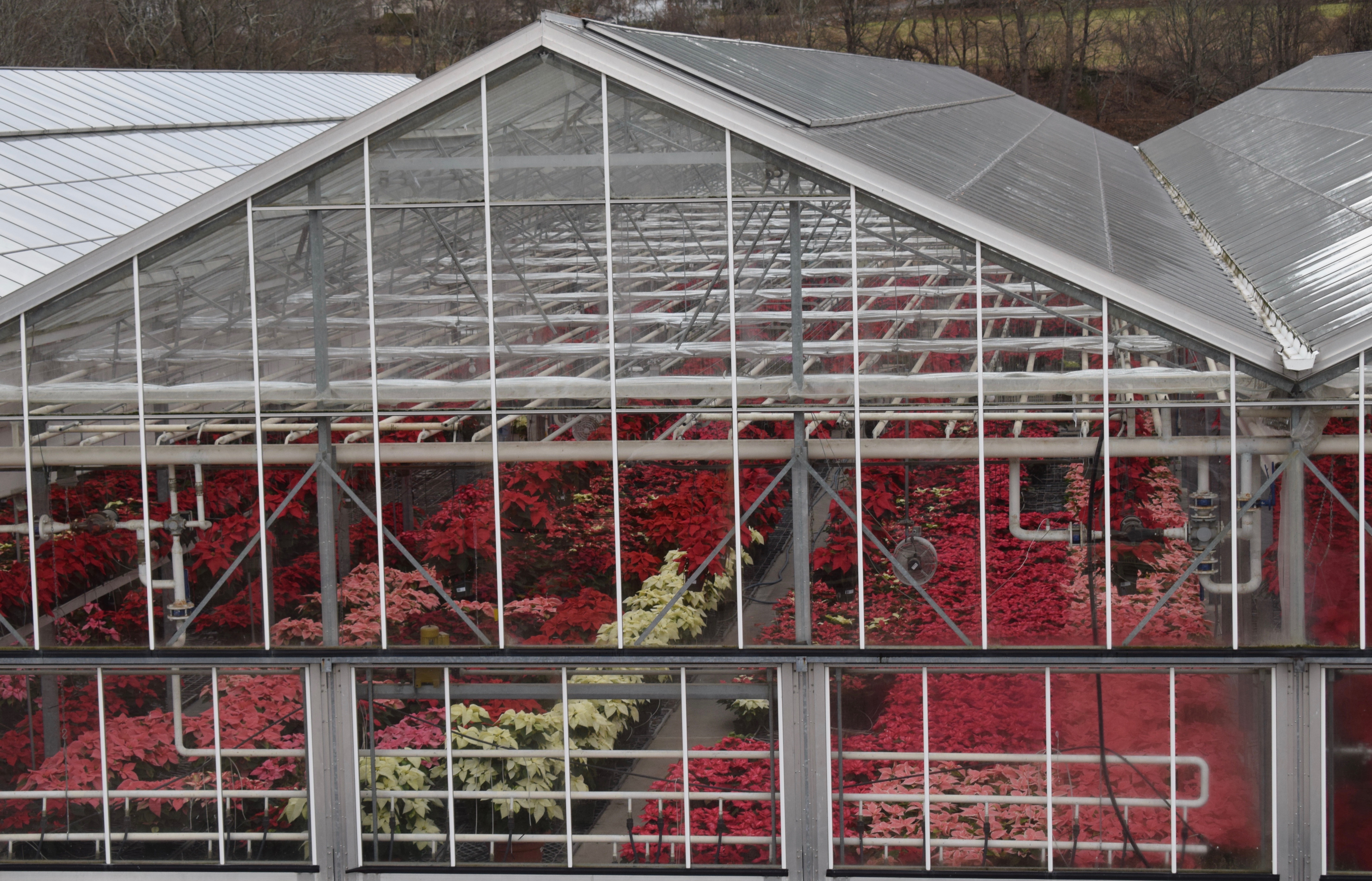Greenhouses Full of Poinsettias, Favorite Things Number 8