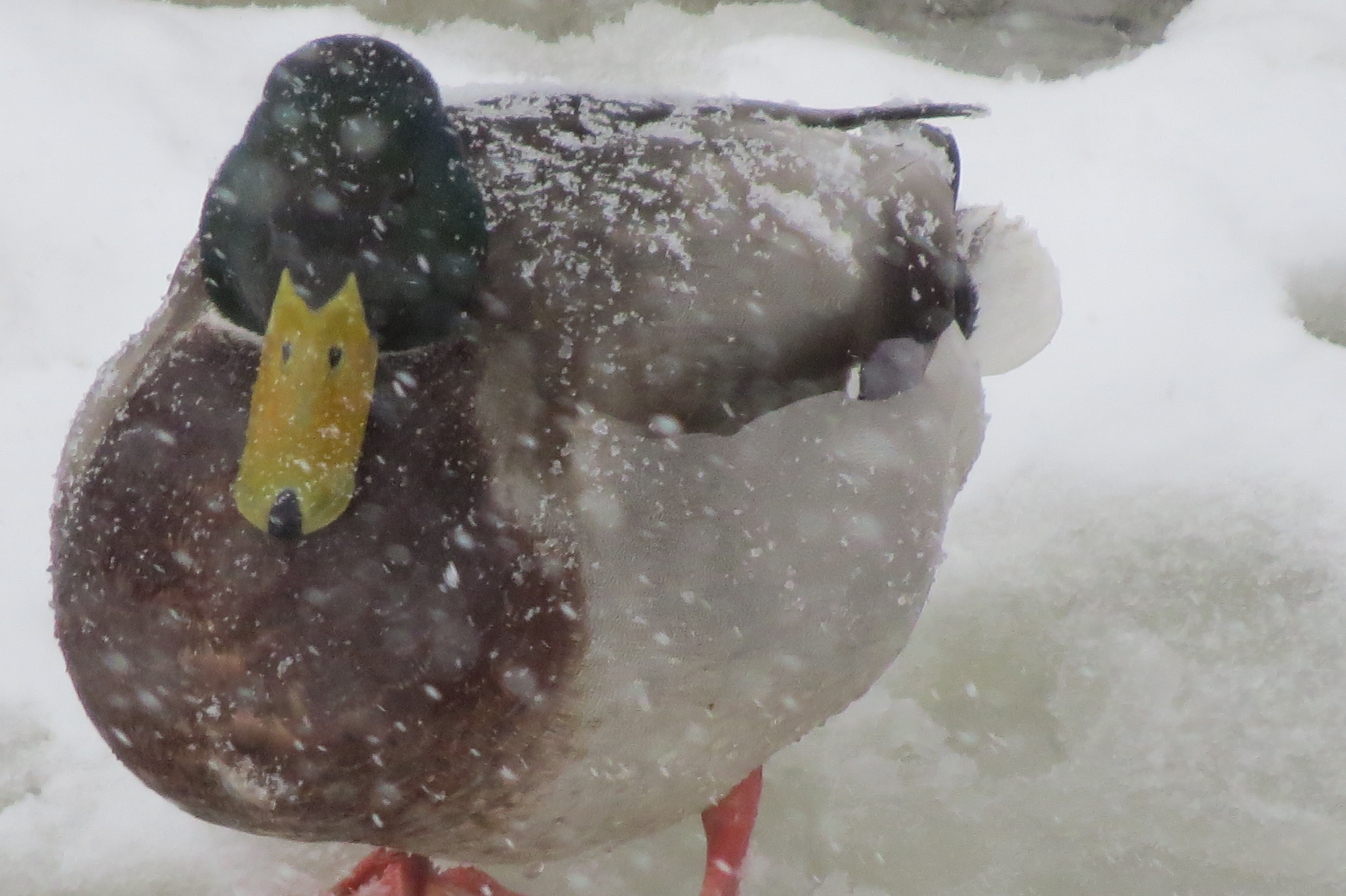Duck in a Snowstorm, It's the weekend! Number 39