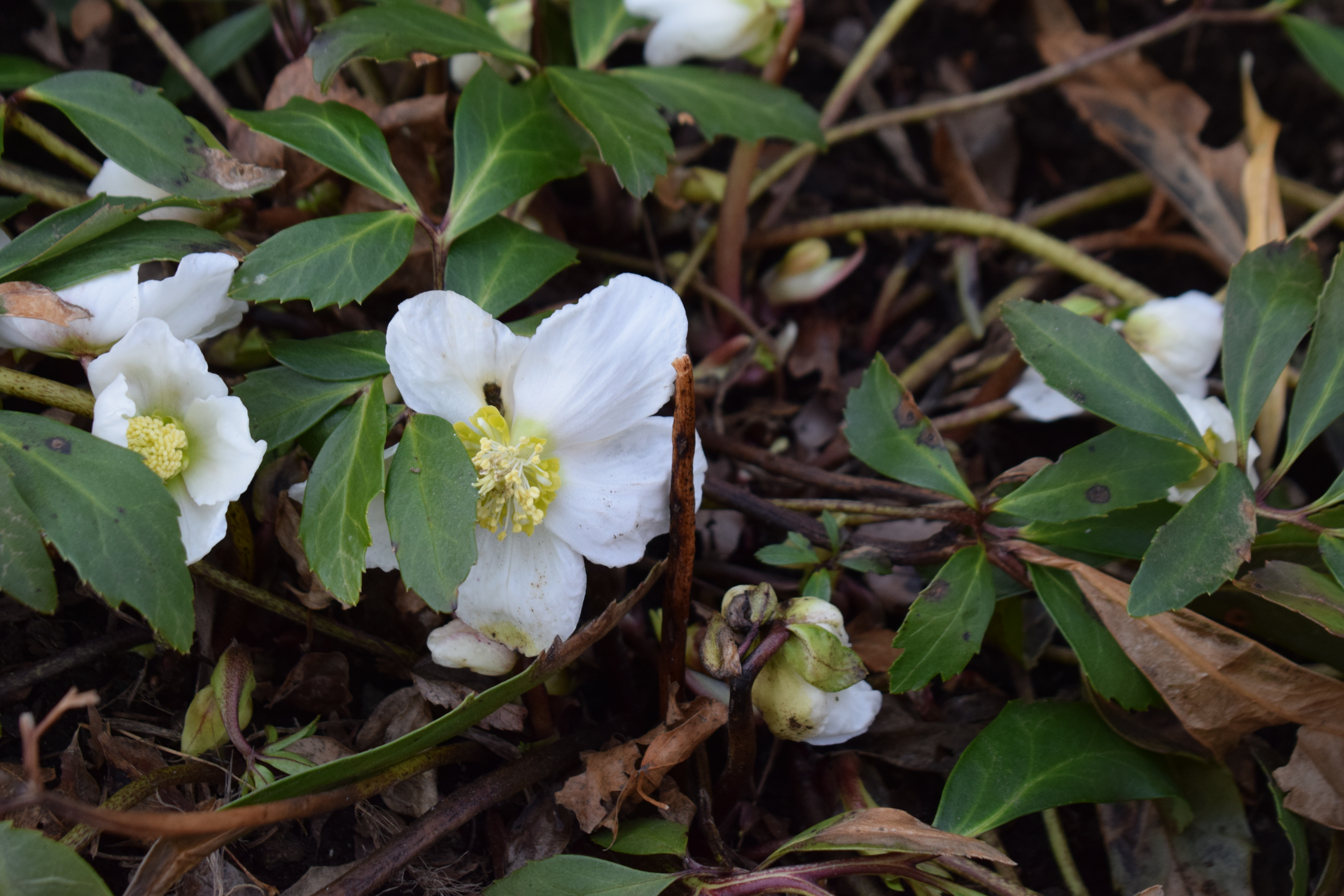 Hellebores in Bloom, It's the weekend! Number 40