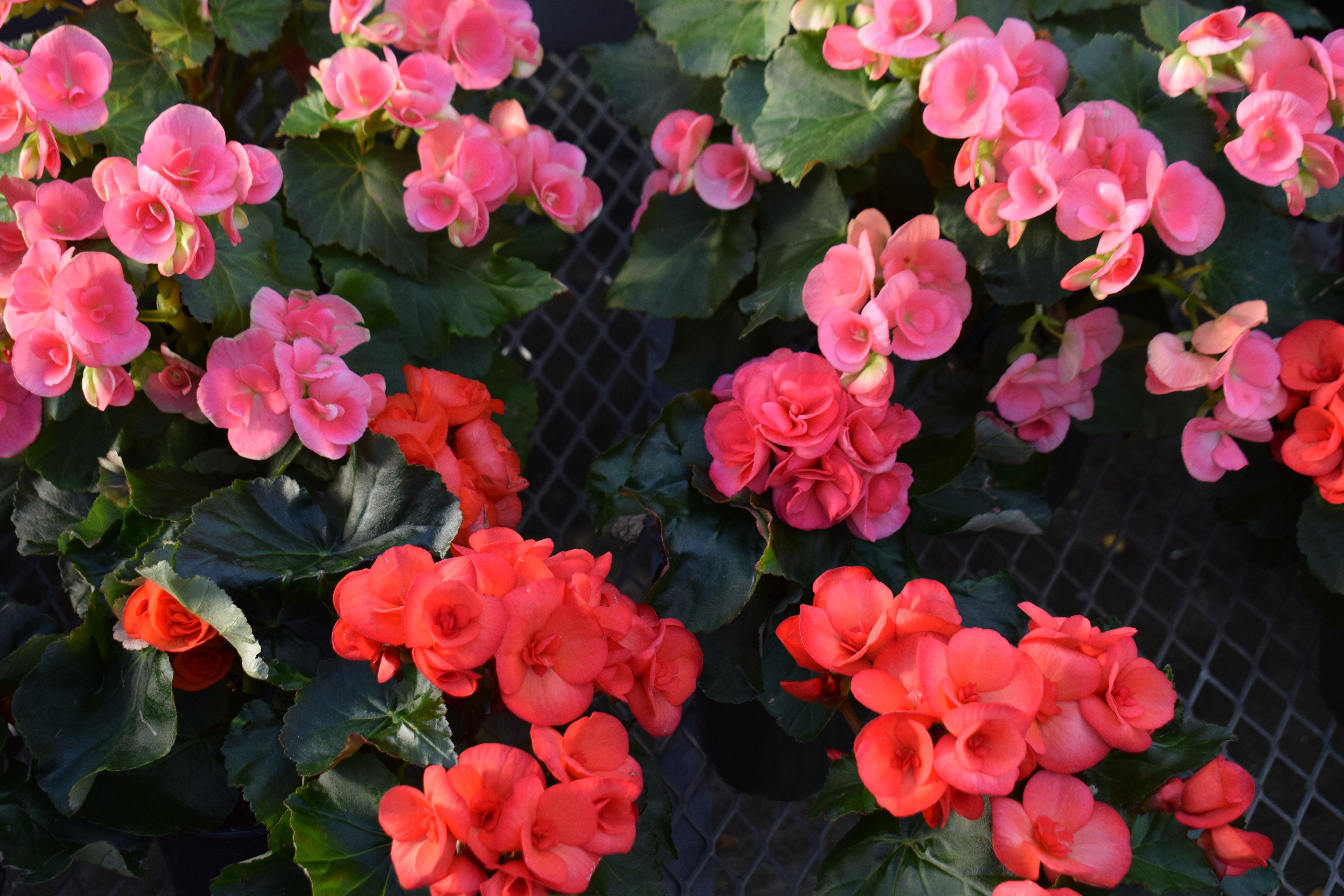 Favorite Things Number 11, Beautiful Begonias