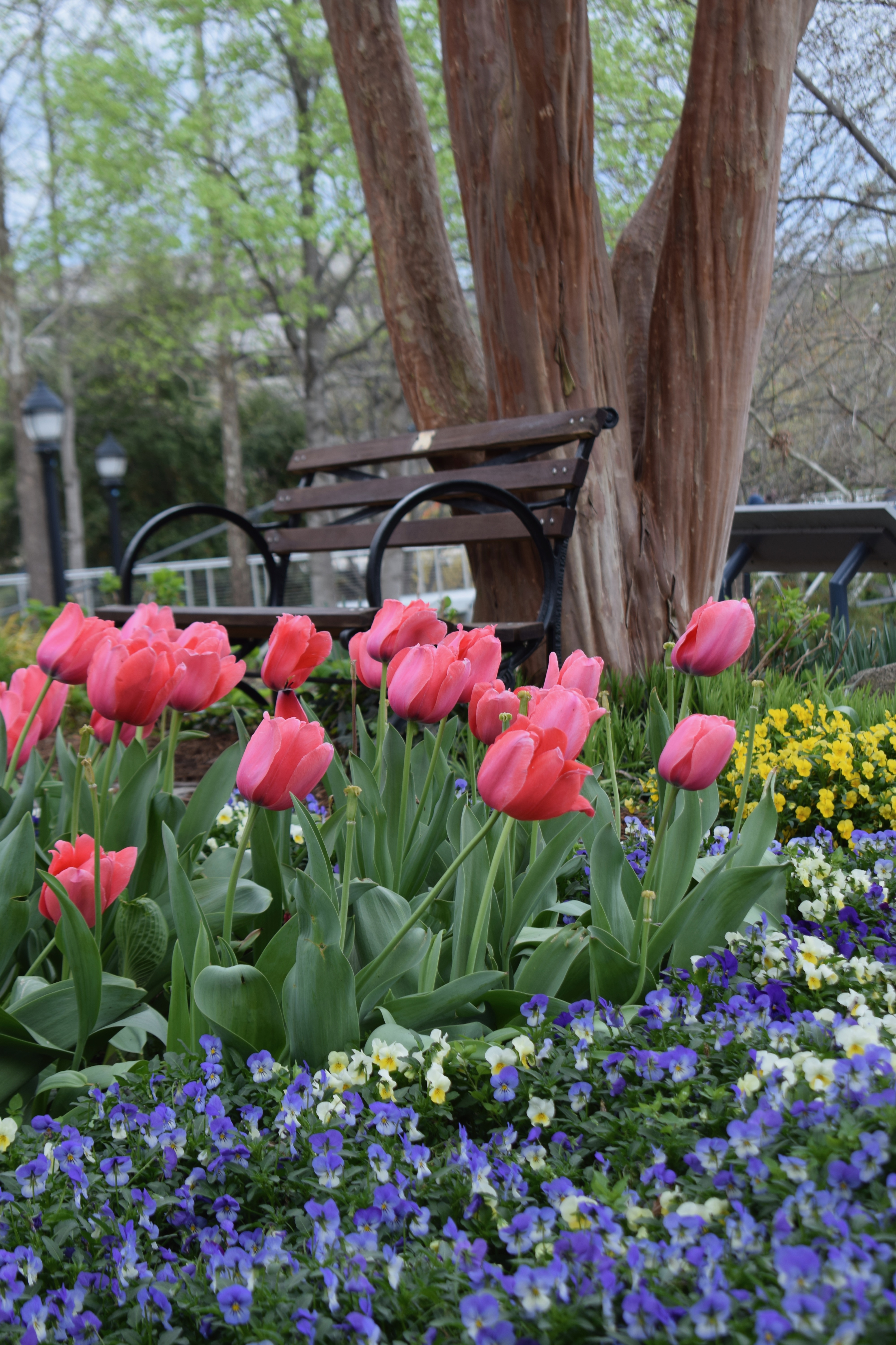 Park Bench and Spring Flowers in Greenville, S.C., It's the weekend! Number 45