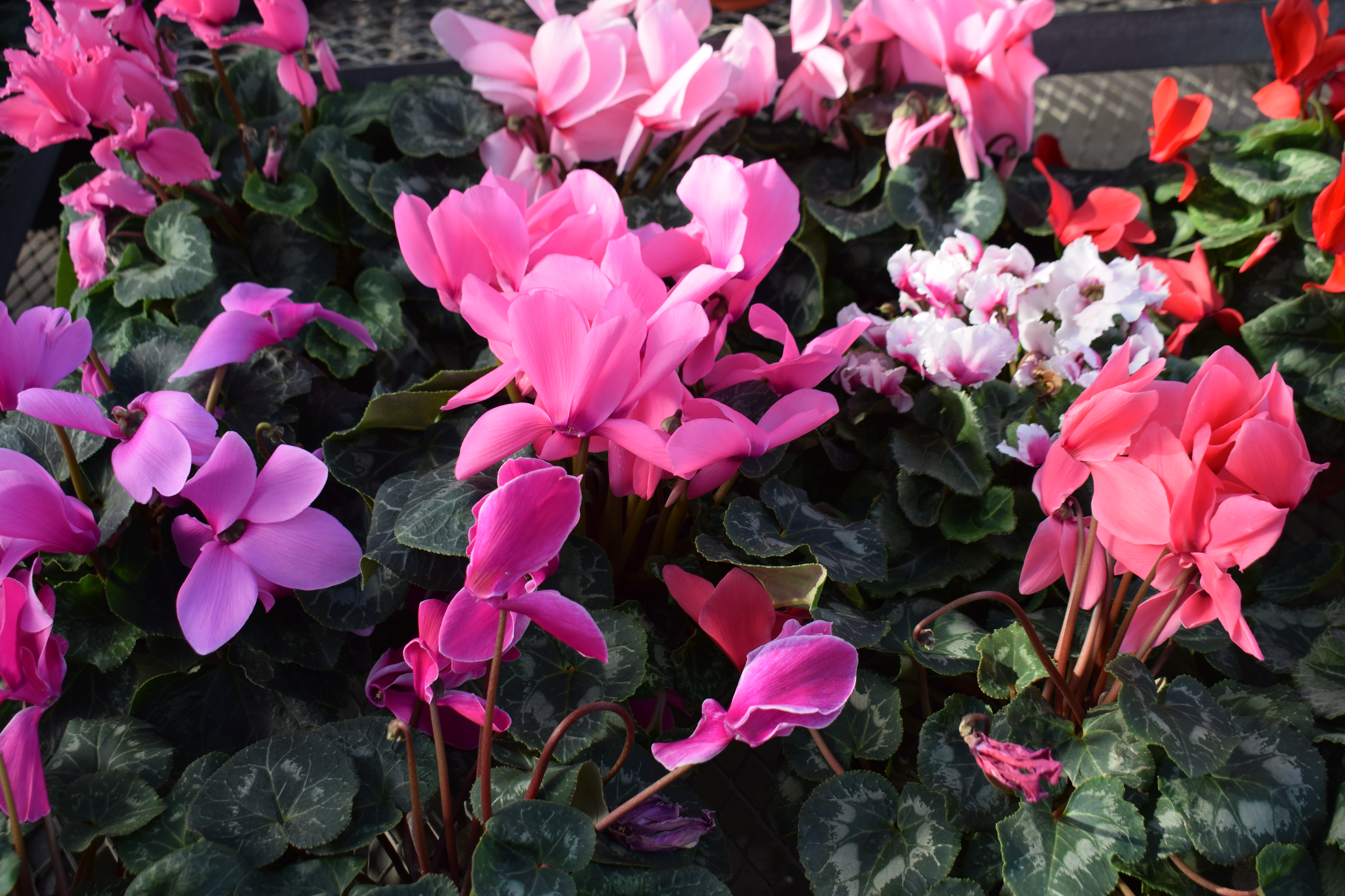 Favorite Things Number 11, Cyclamens in Bloom