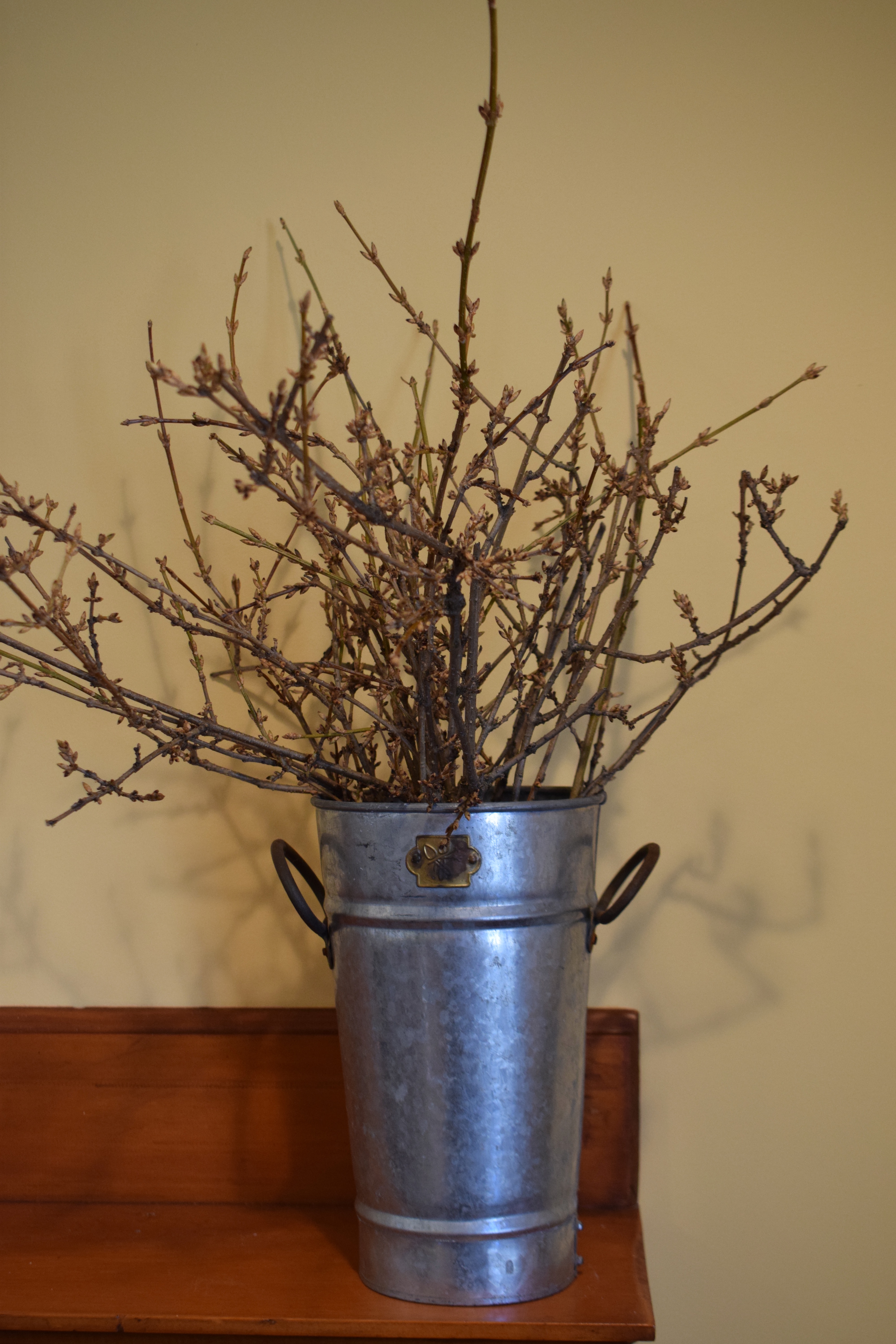 Forsythia Branches After Picking, Forcing Forsythia Blossoms