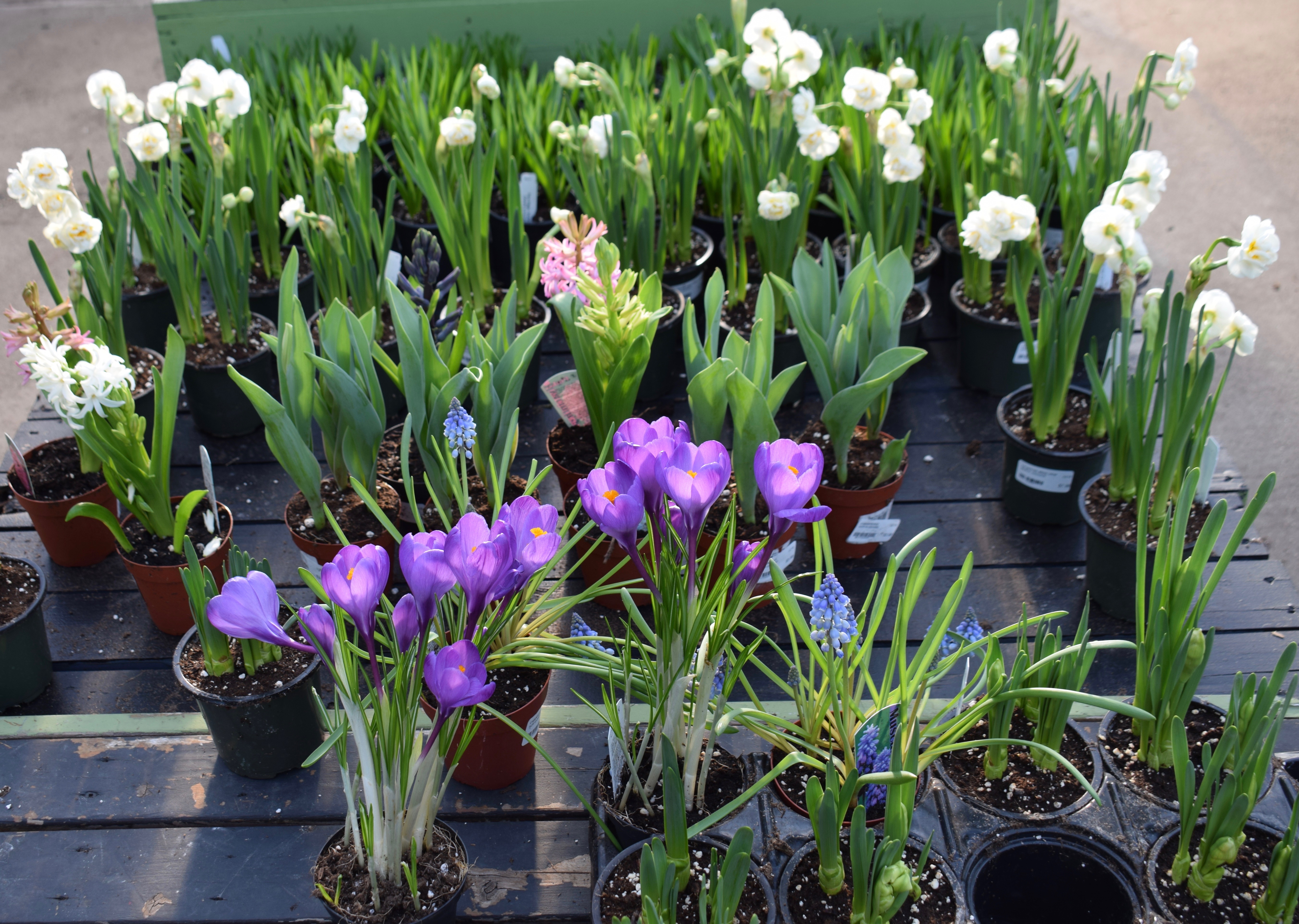 Favorite Things Number 11, Jonquil, Hyacinth and Crocuses