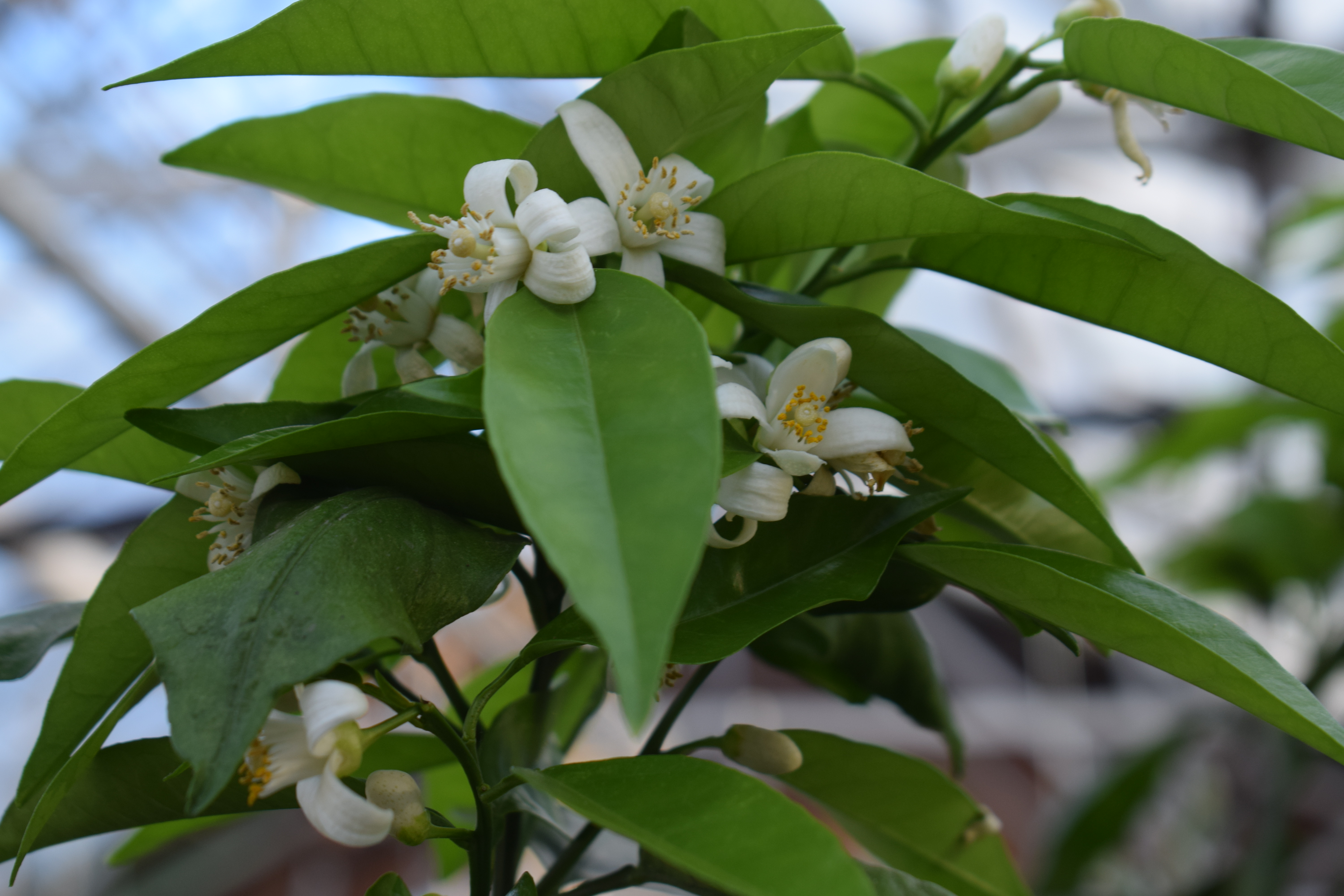 It's the Weekend Number 44, Orange Blossoms