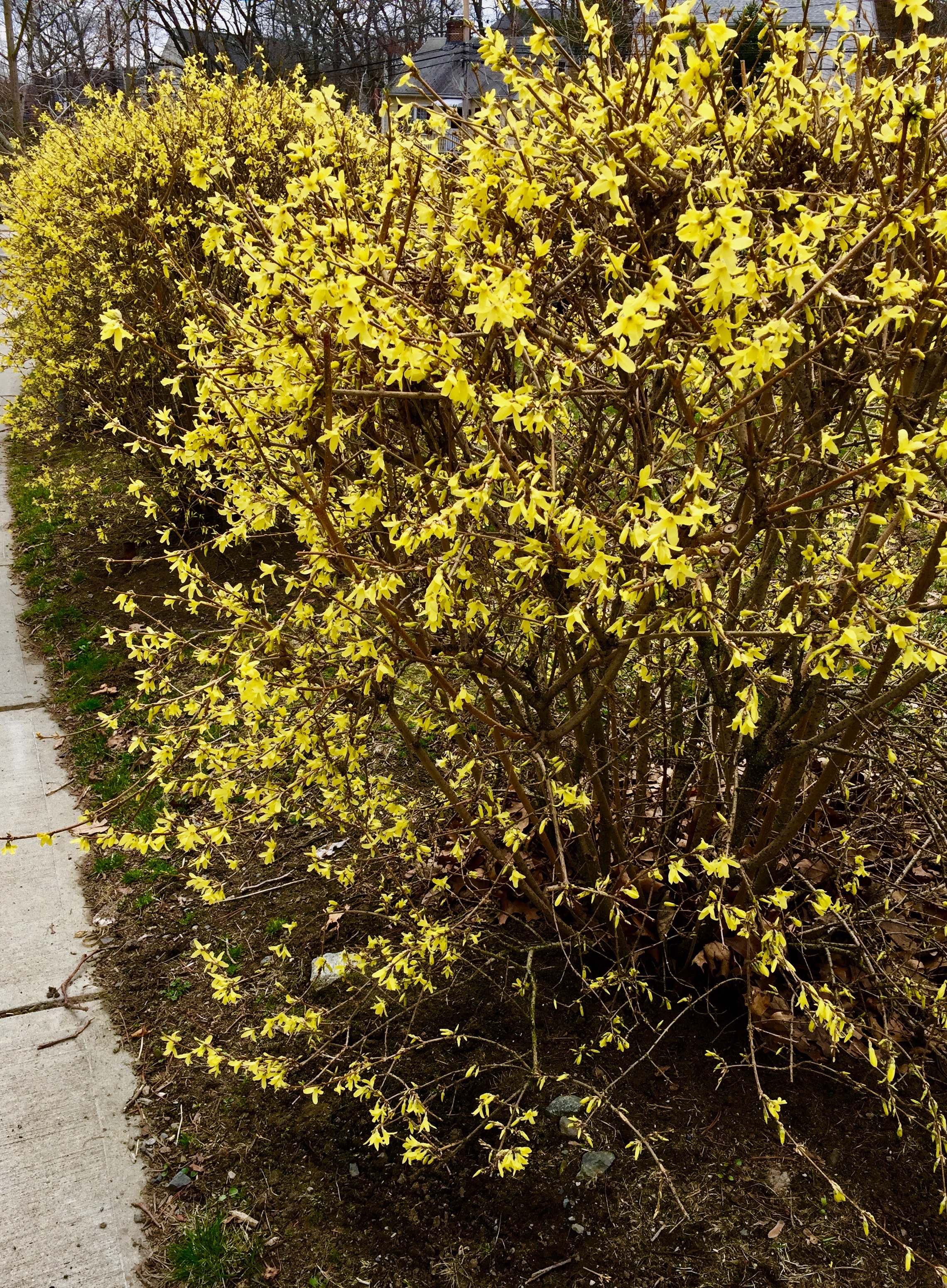 It's the weekend! Number 49, Forsythia Hedge