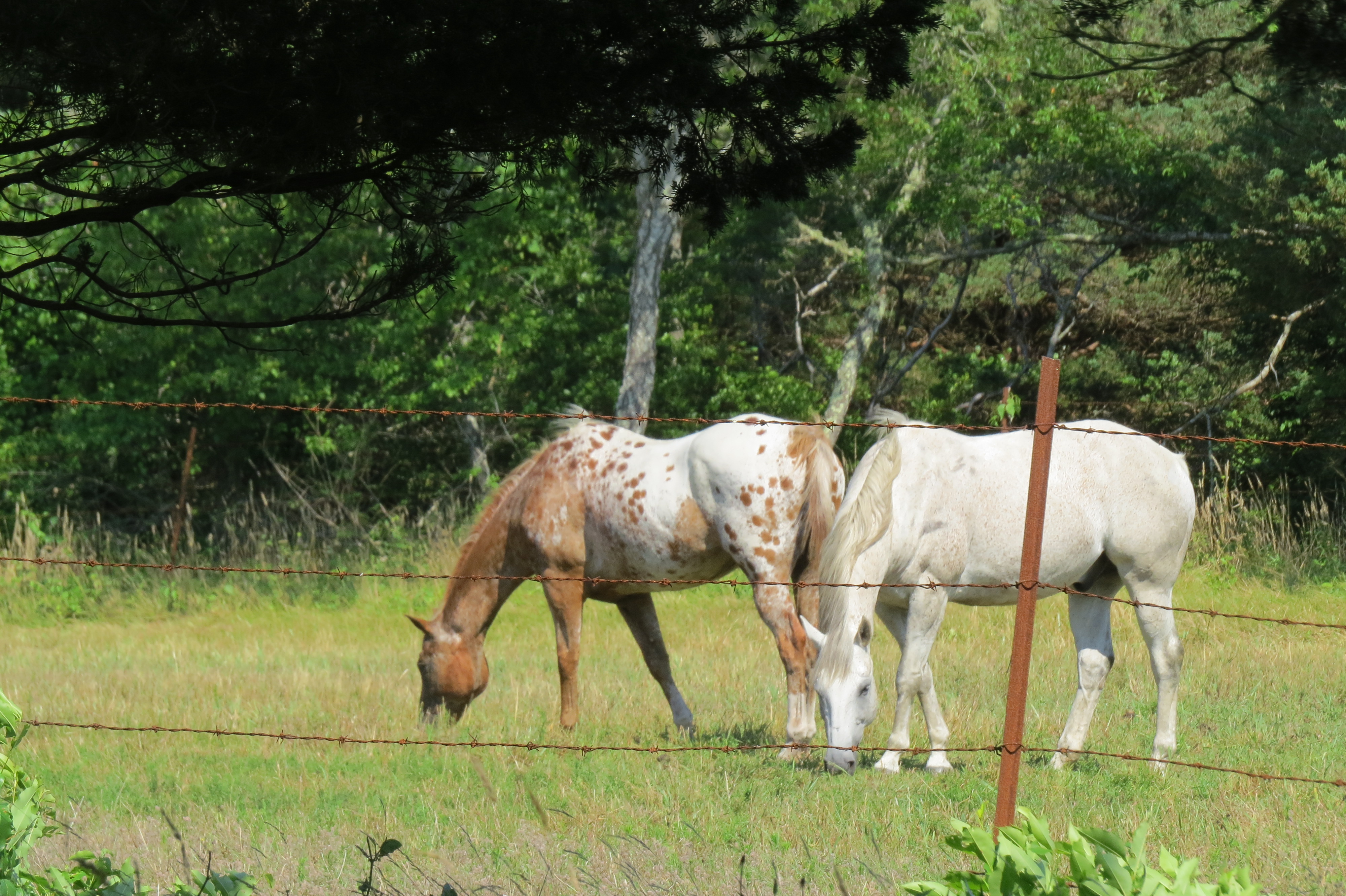 Horses Grazing, Visiting Chappaquiddick, Martha's Vineyard
