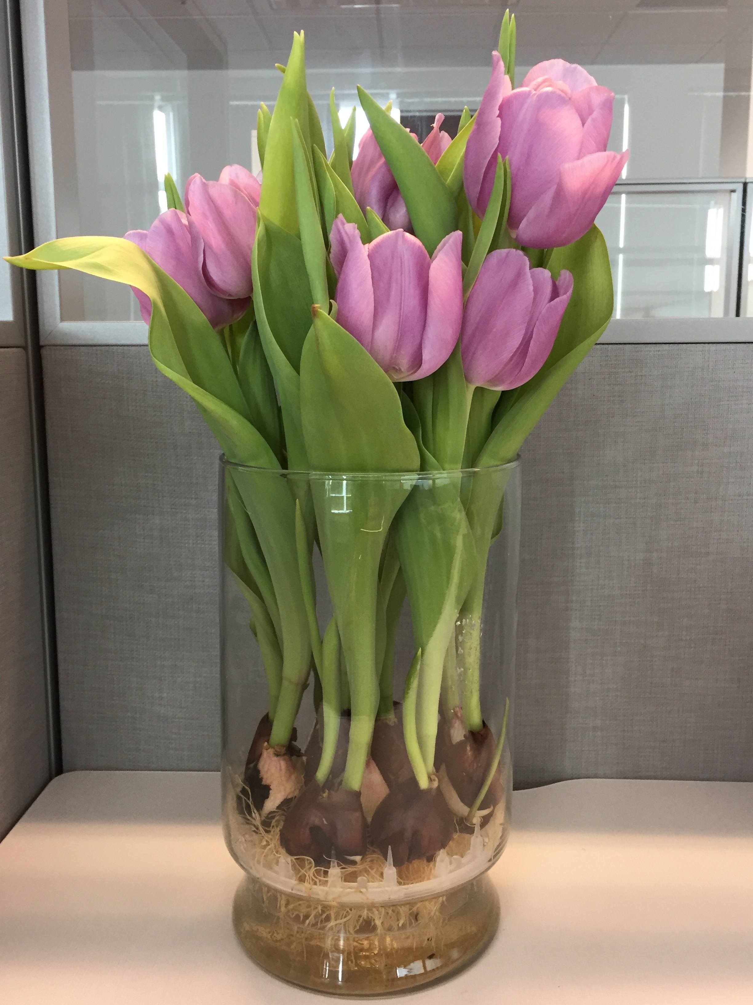 Tulips in My Work Cubicle, It's the weekend! Number 47