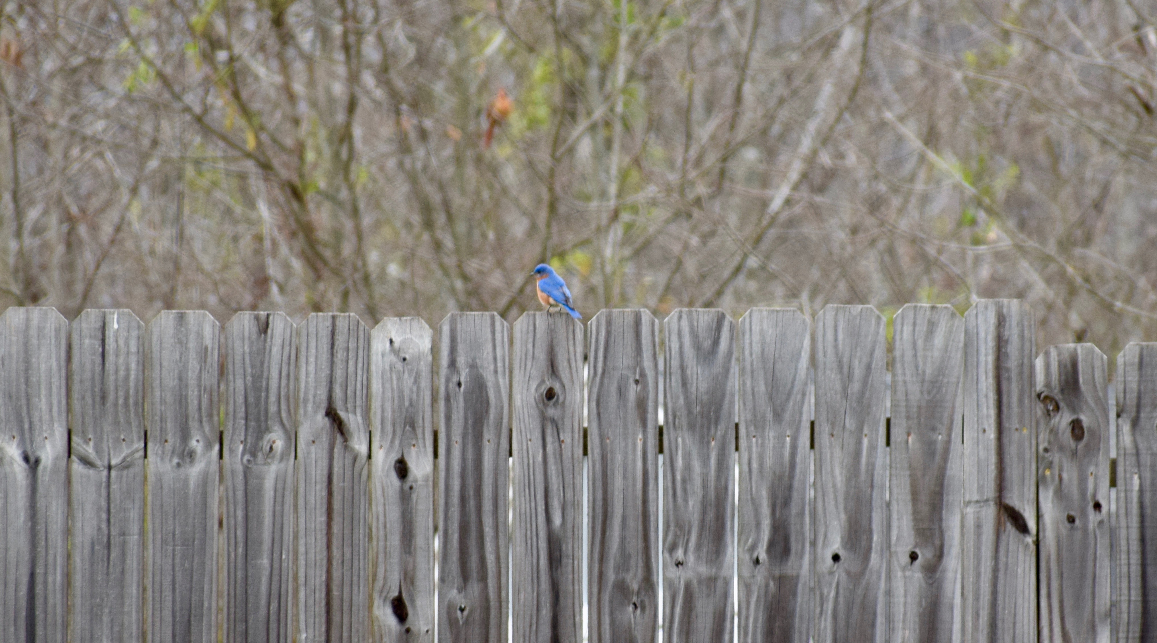 It's the weekend! Number 53!, Bluebird on a Fence