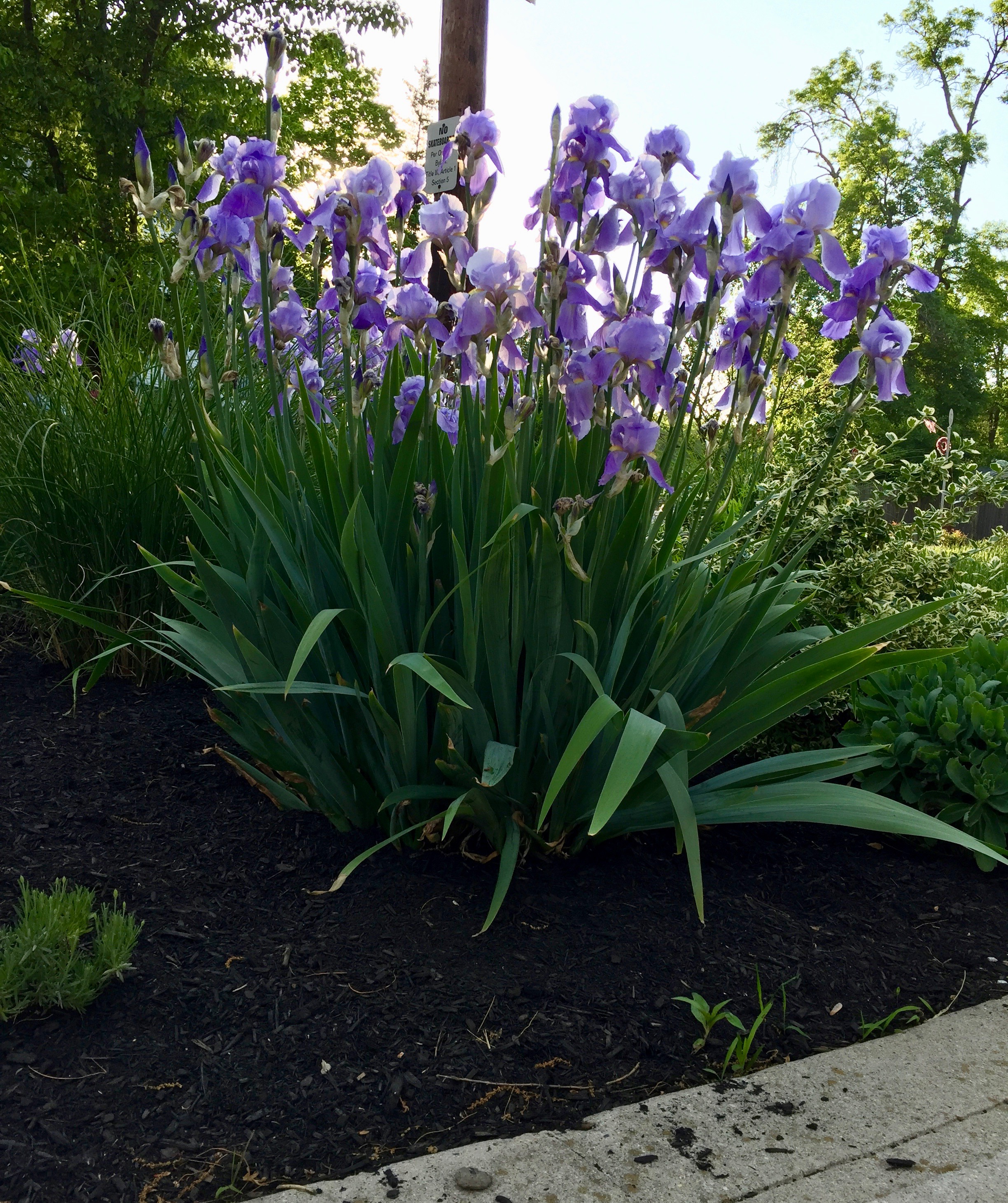 Favorite Things Number 14, Large Lavender-Colored Irises