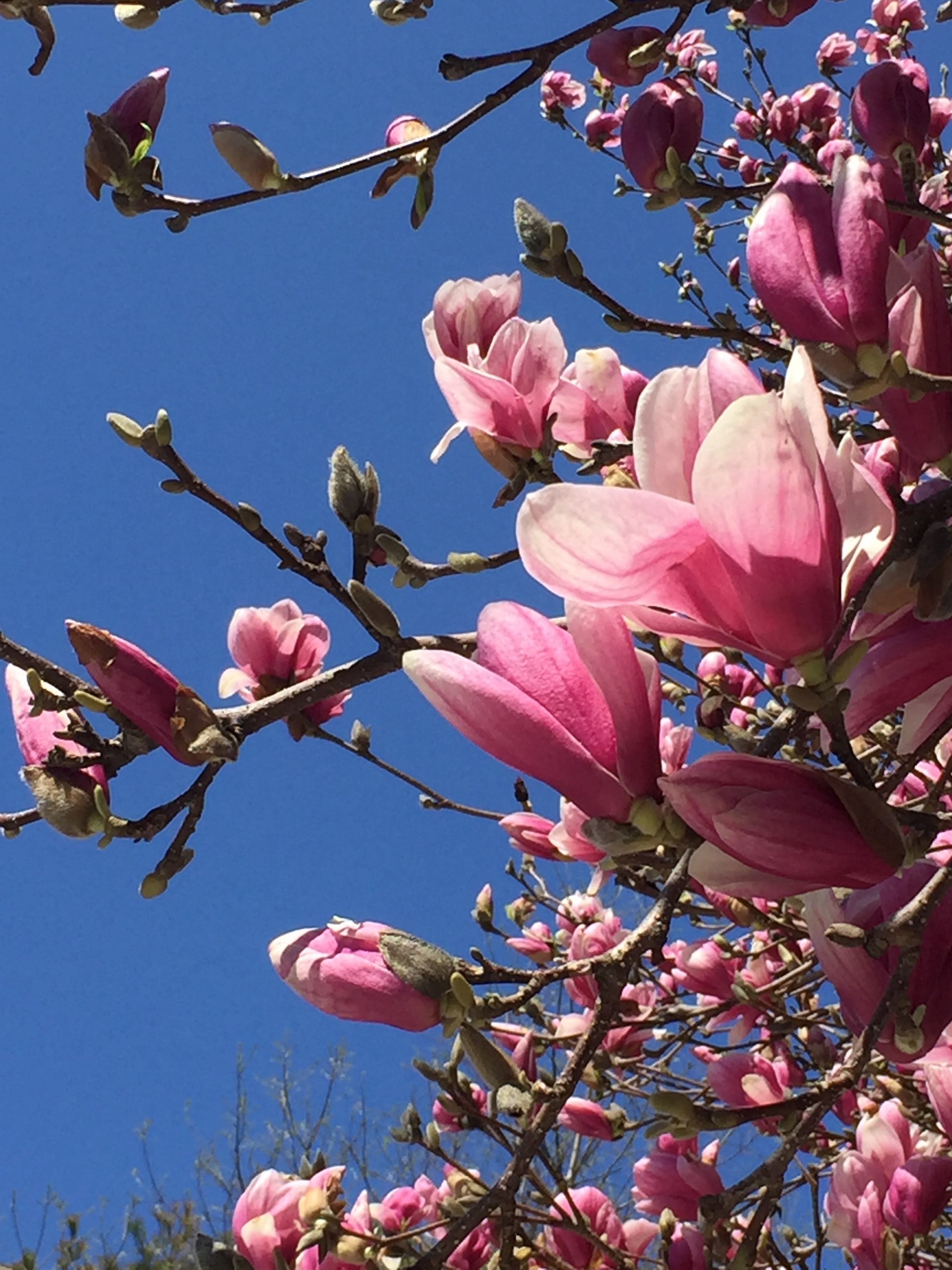 It's the weekend! Number 54, Magnolia Blossoms Against a Brilliant Blue Sky