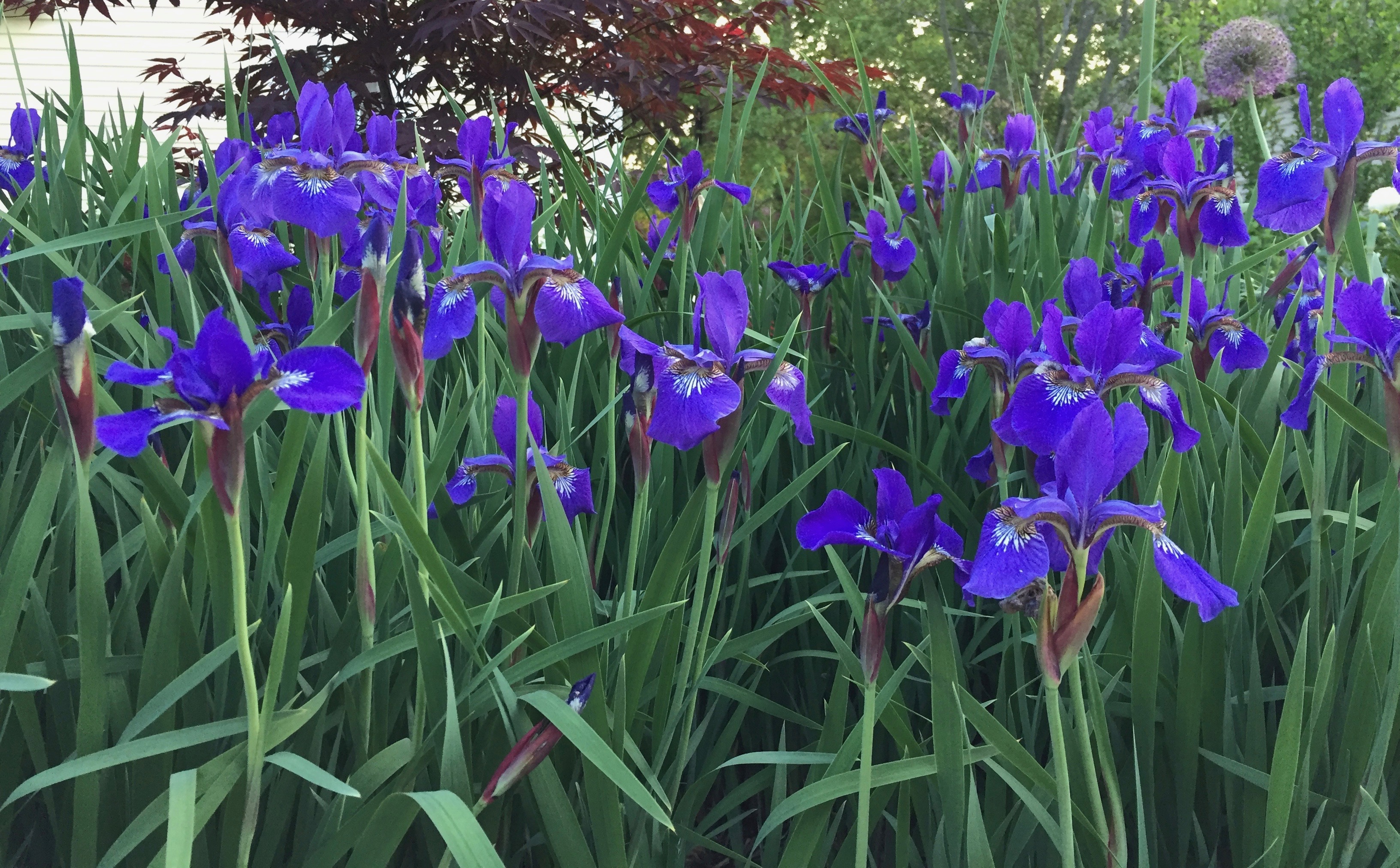 Favorite Things Number 14, Wall of Purple Irises