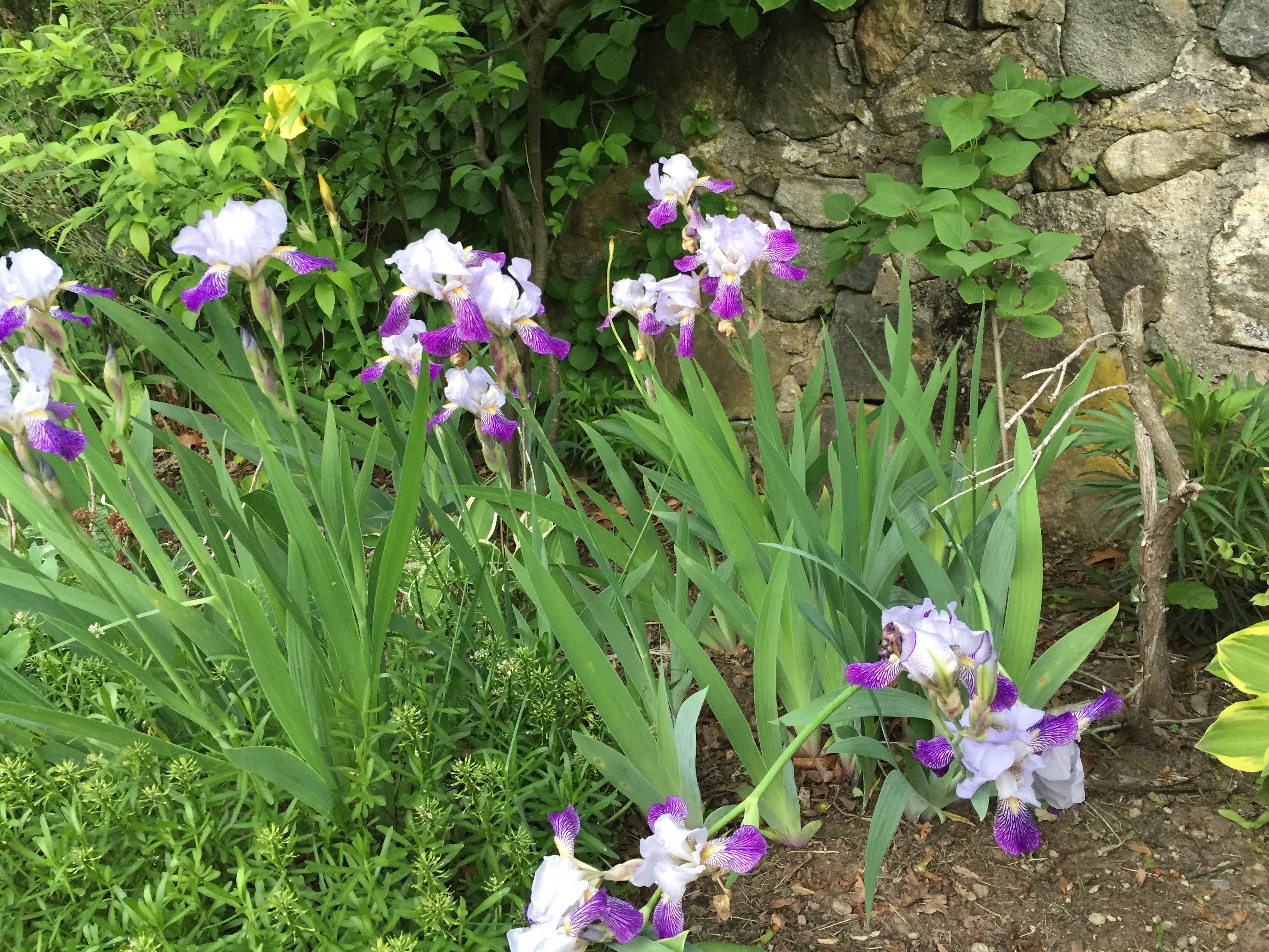Favorite Things Number 14, Purple Irises and Gray Stone Wall