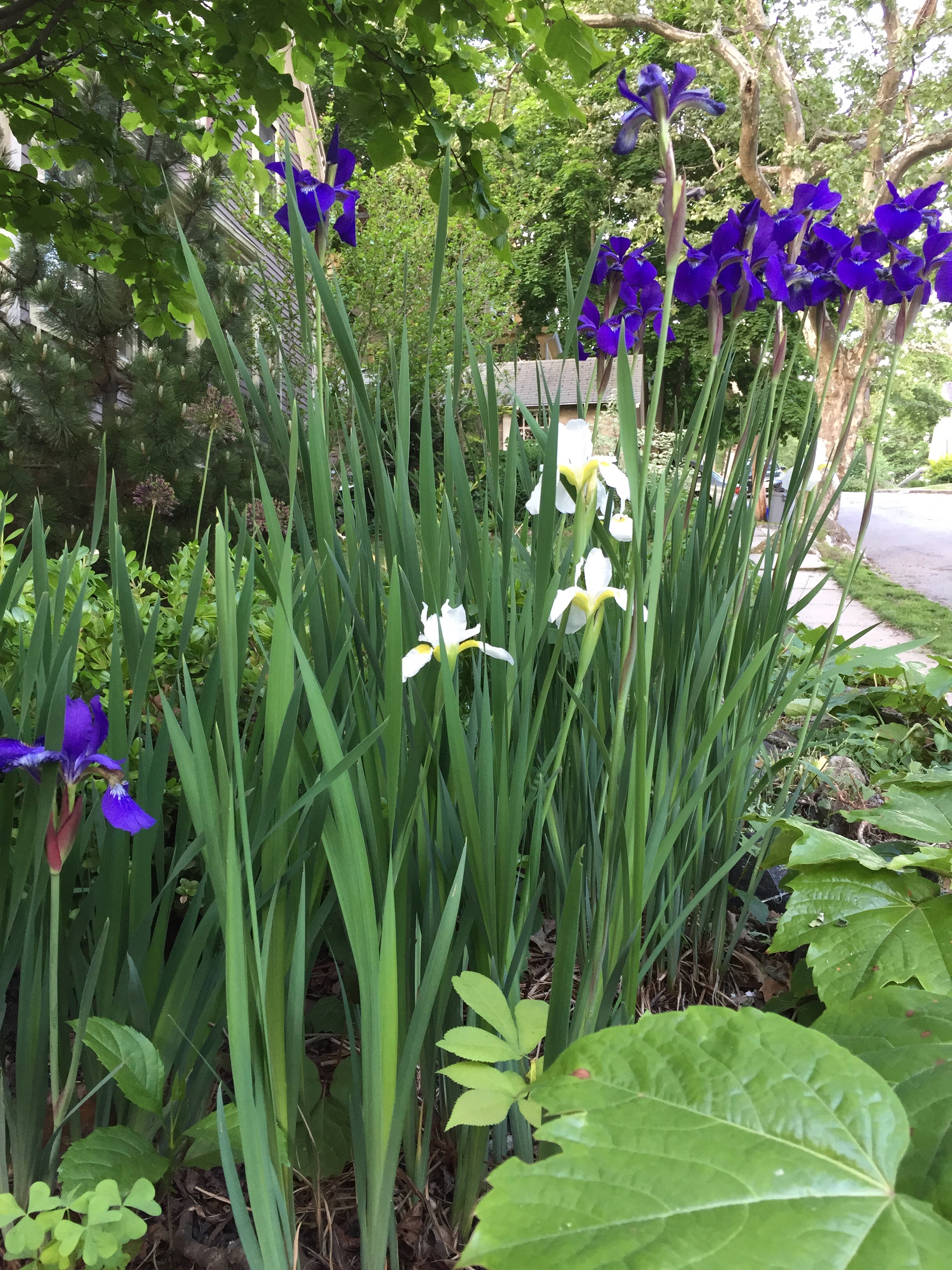 Favorite Things Number 14, White and Purple Irises Decorate the Curb