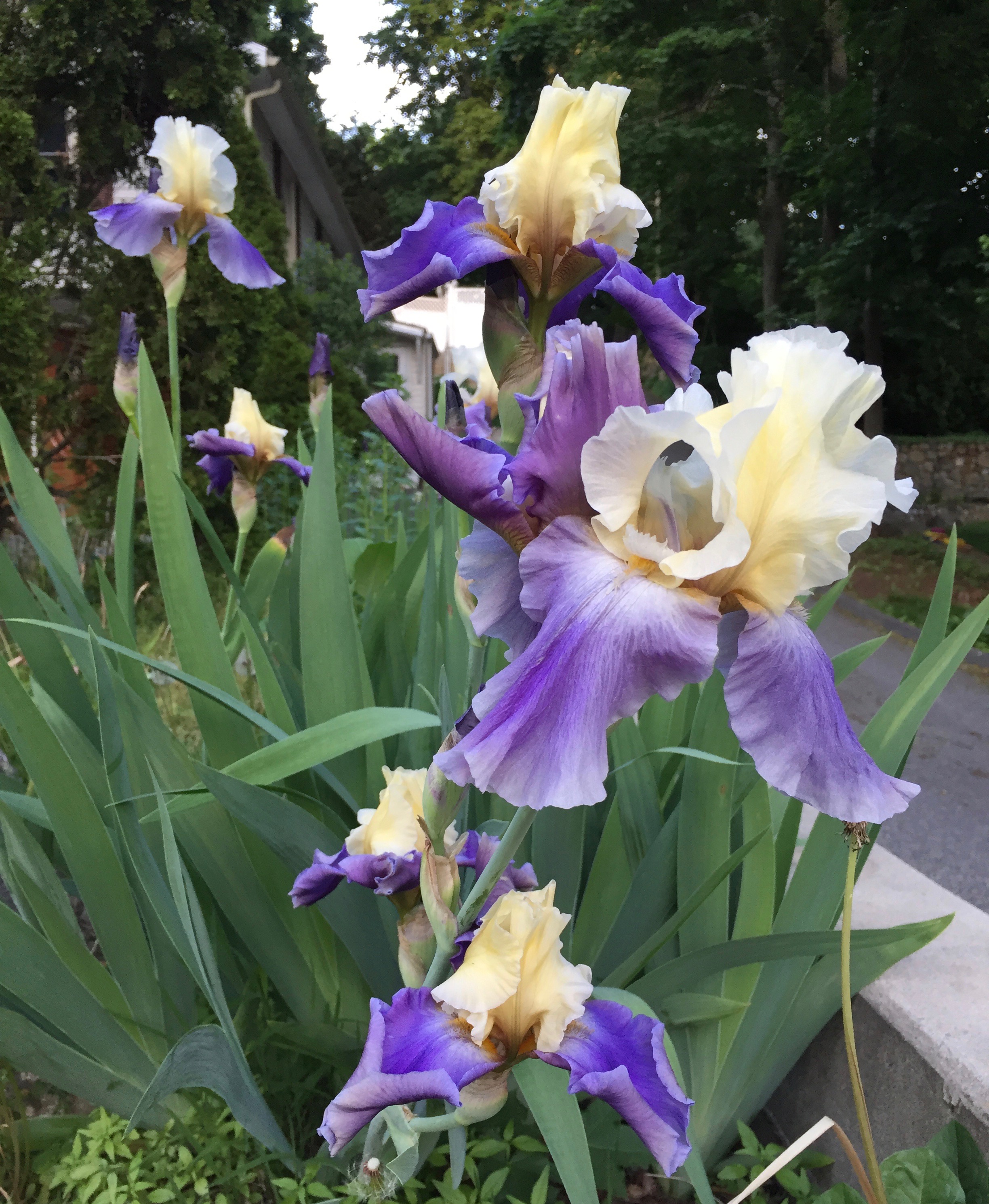 Favorite Things Number 14, Close Up of Yellow and Purple Irises