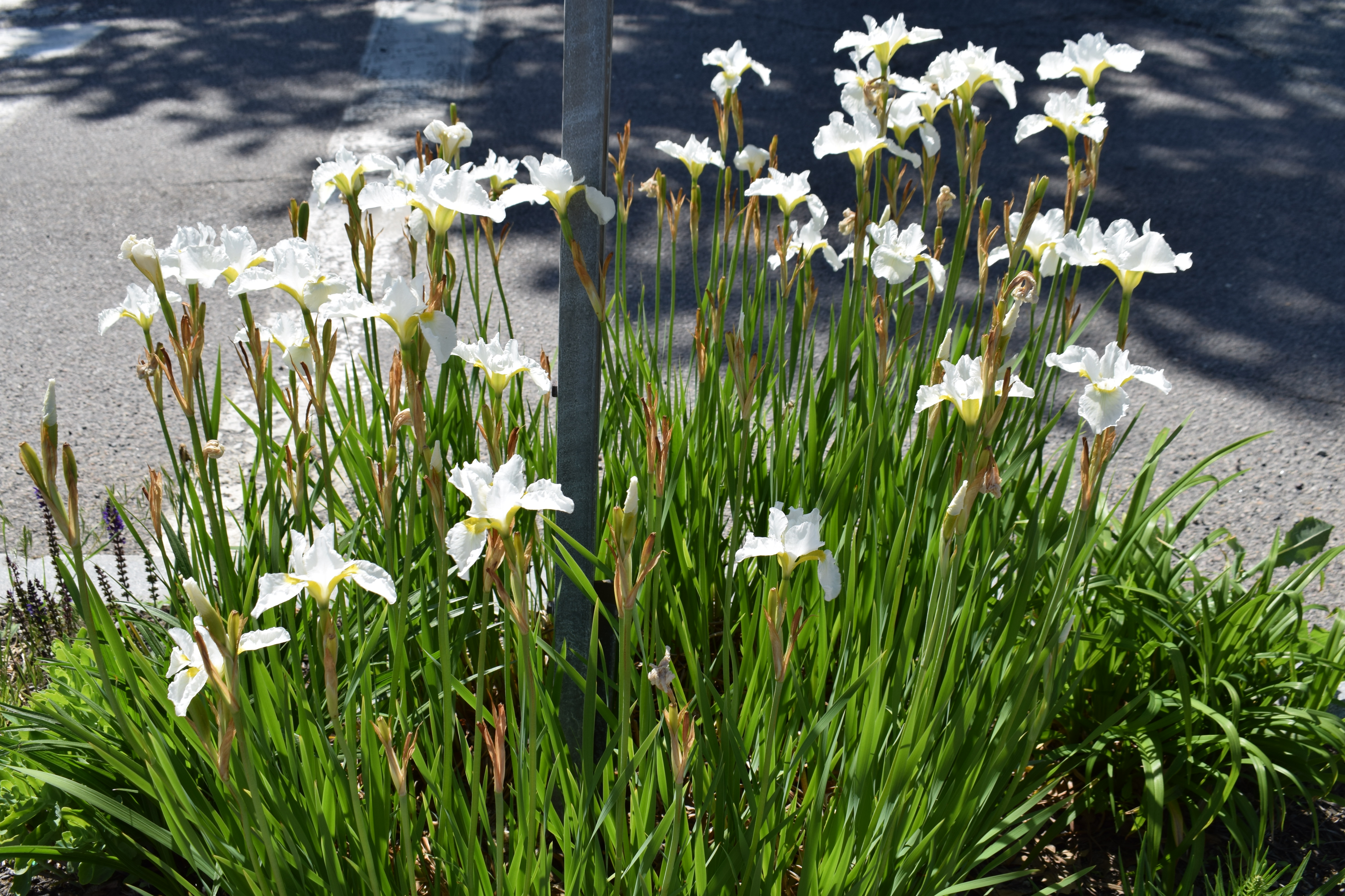 Favorite Things Number 14, White Irises in a Median