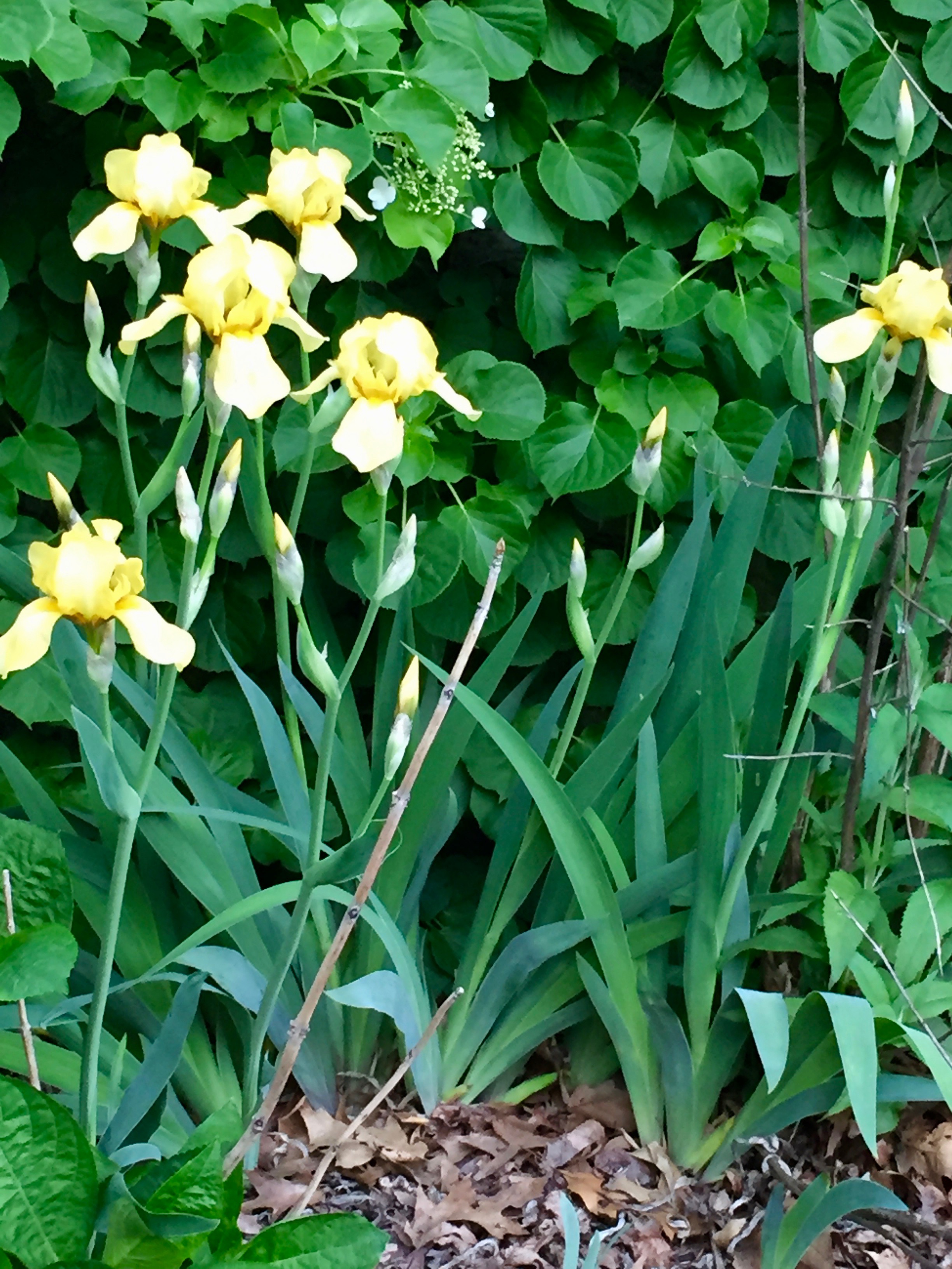 Favorite Things Number 14, Yellow Irises and Wall of Green