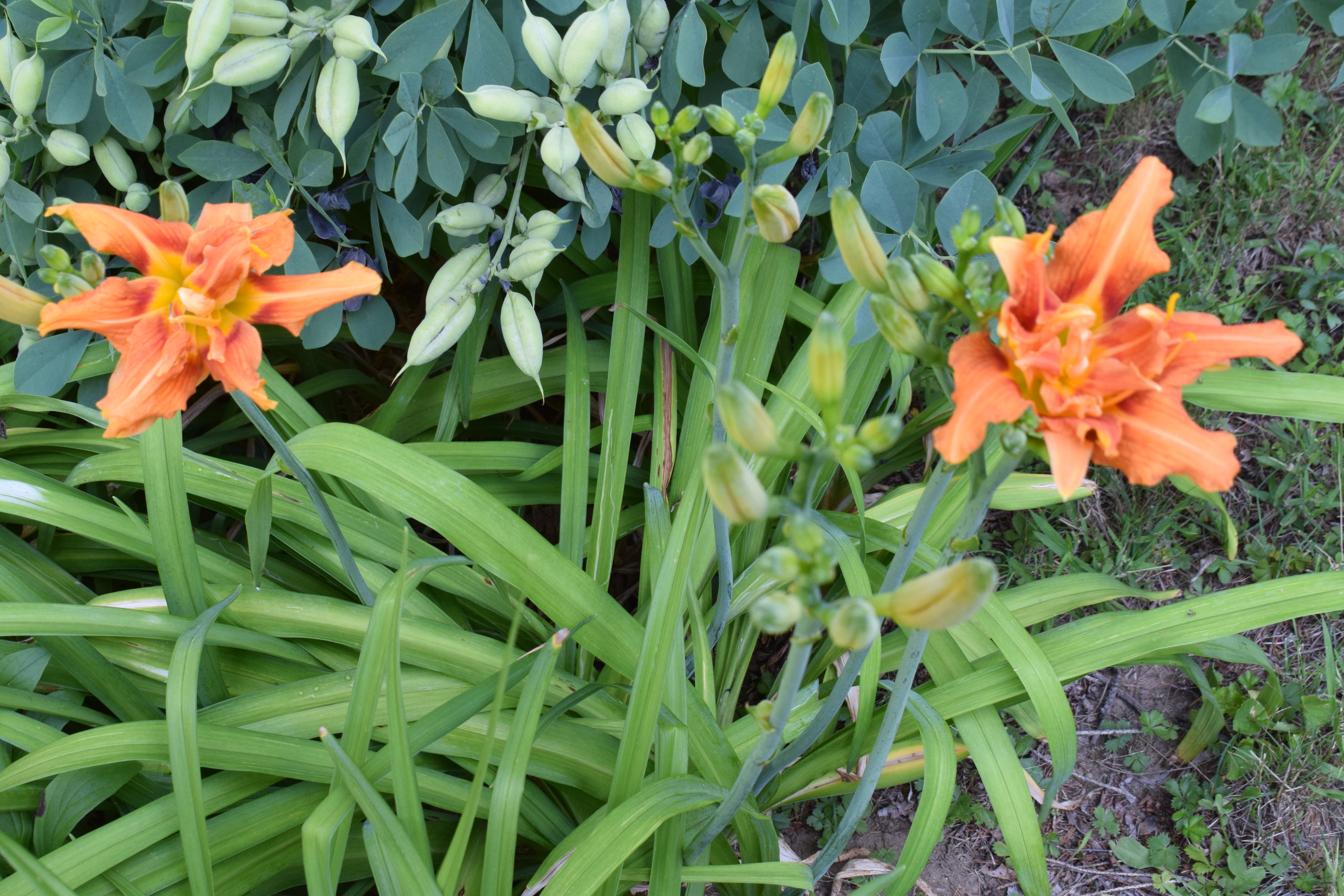 Favorite Things Number 15, Double-Petal Orange Day Lilies in My Garden