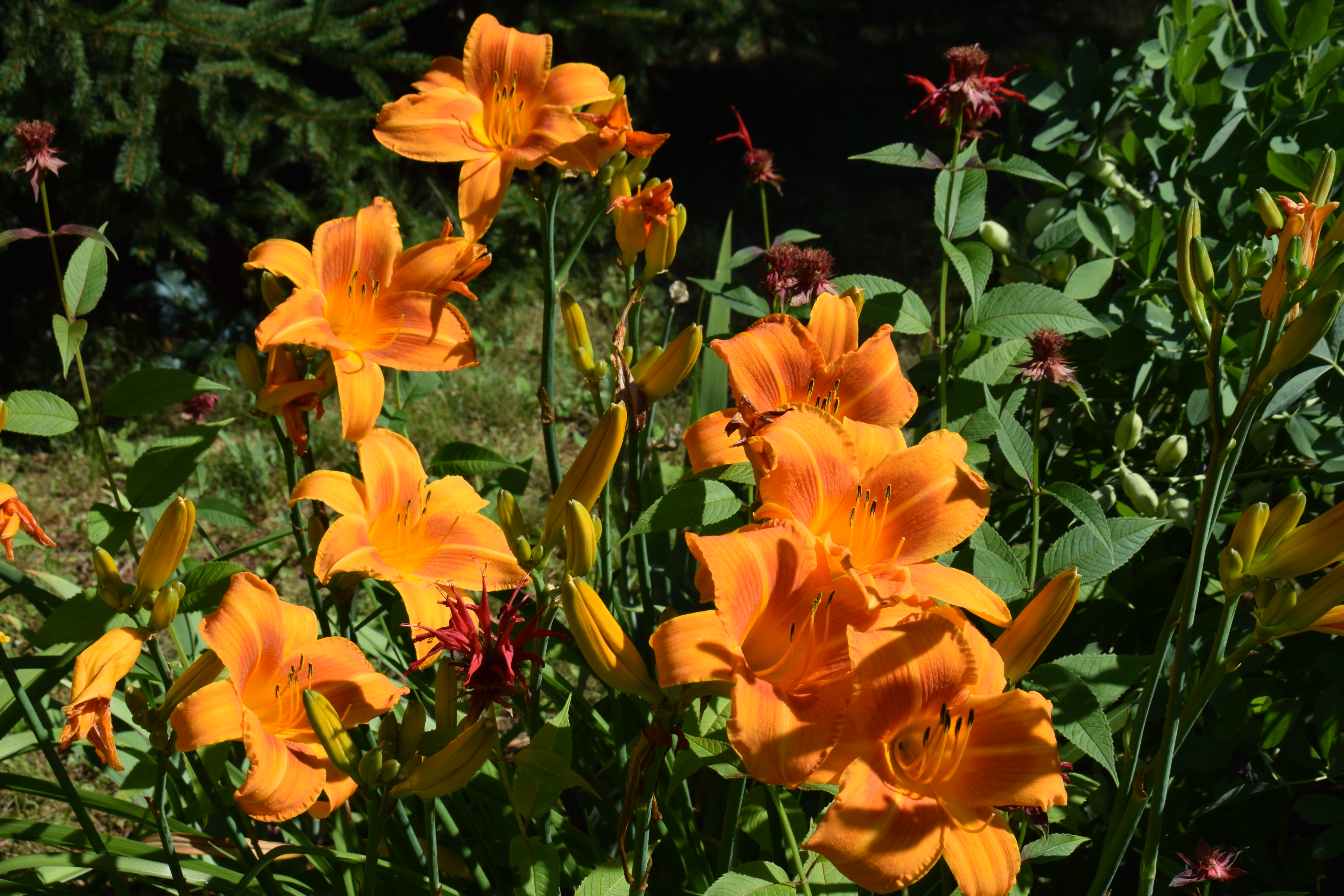 Favorite Things Number 15, Orange Day Lilies in My Garden