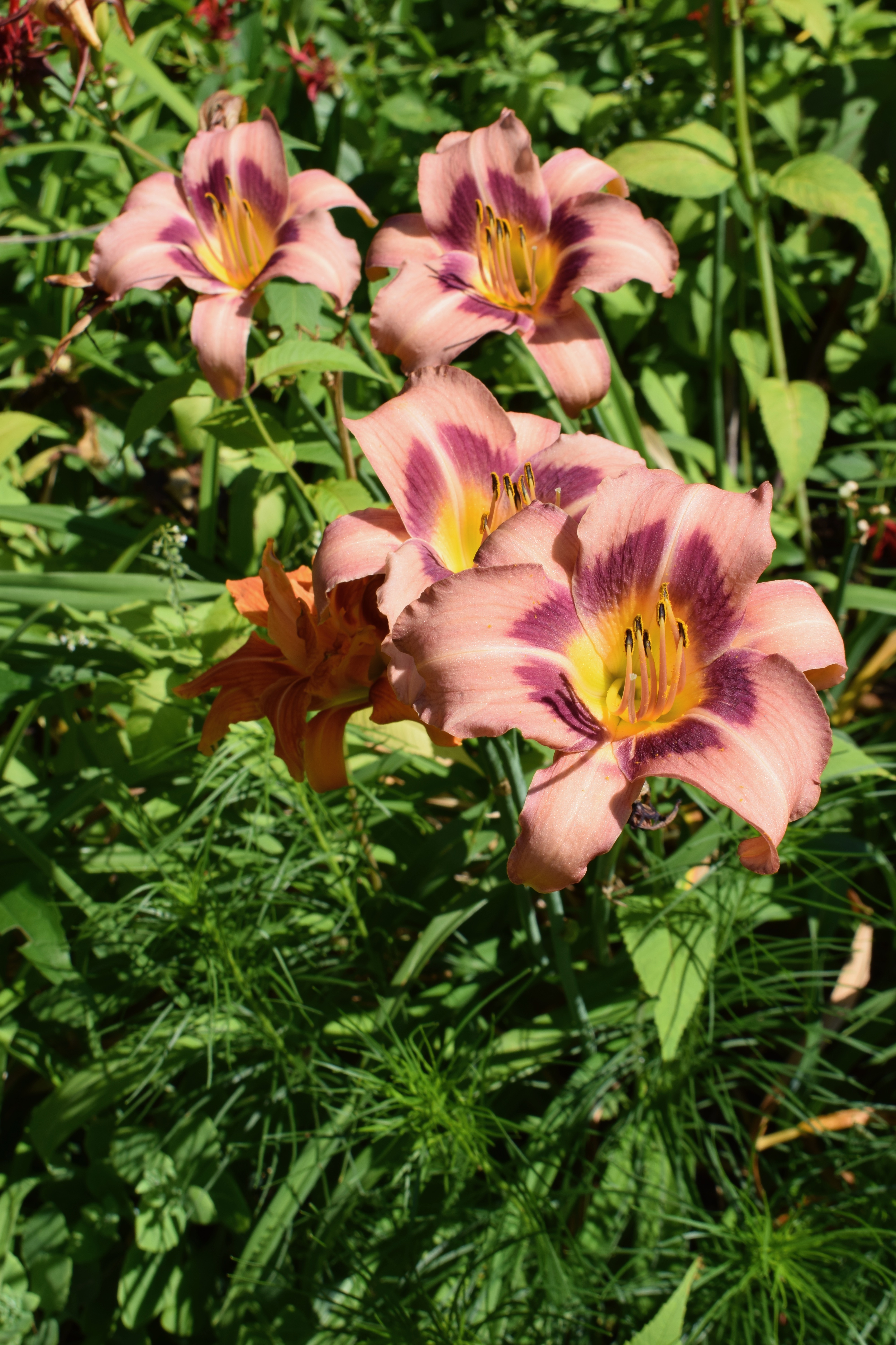 Favorite Things Number 15, Peach Colored Day Lilies in My Garden