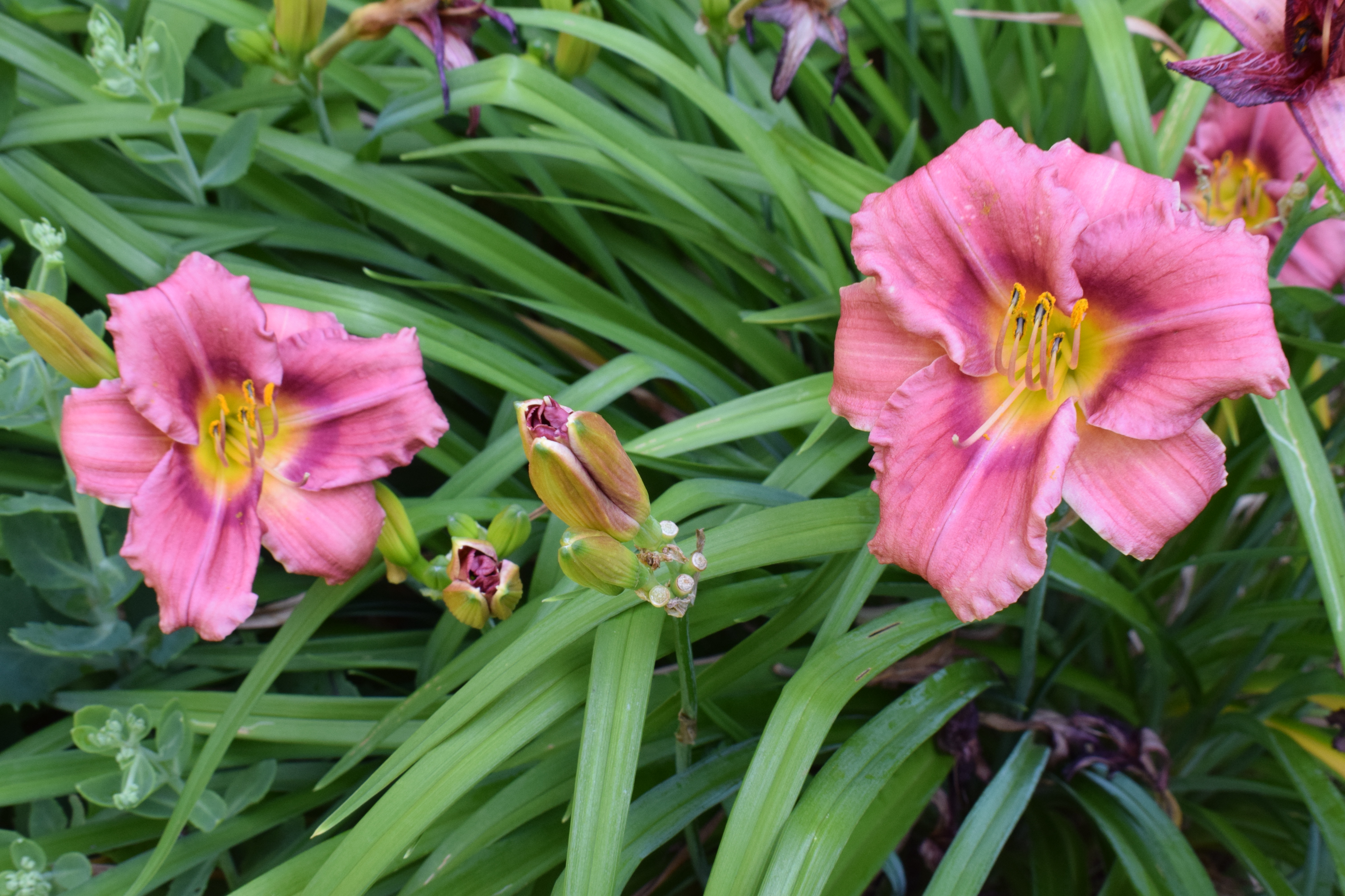 Favorite Things Number 15, Ruffled Magenta Day Lilies in My Garden