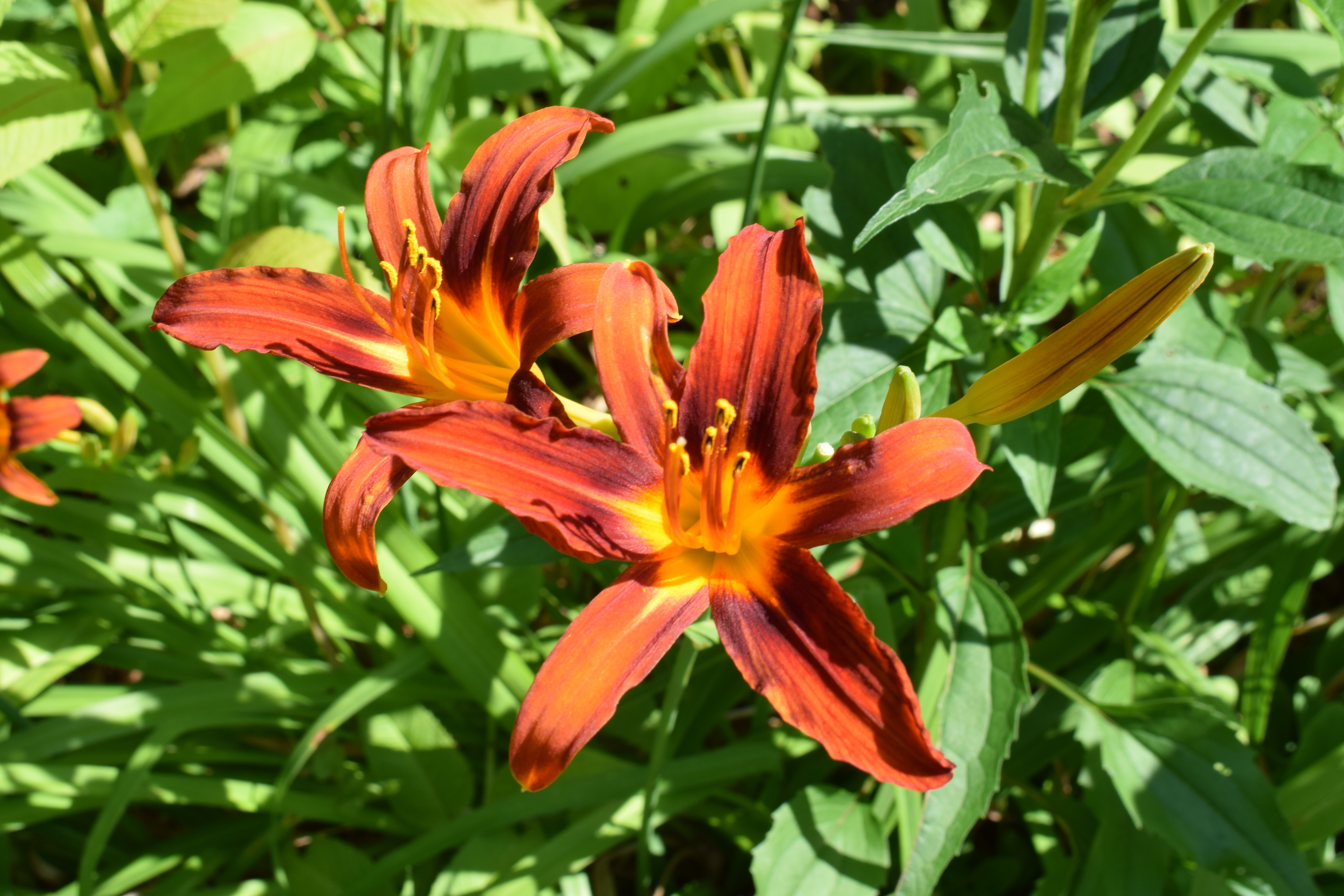 Favorite Things Number 15, Rust Colored Day Lilies in My Garden