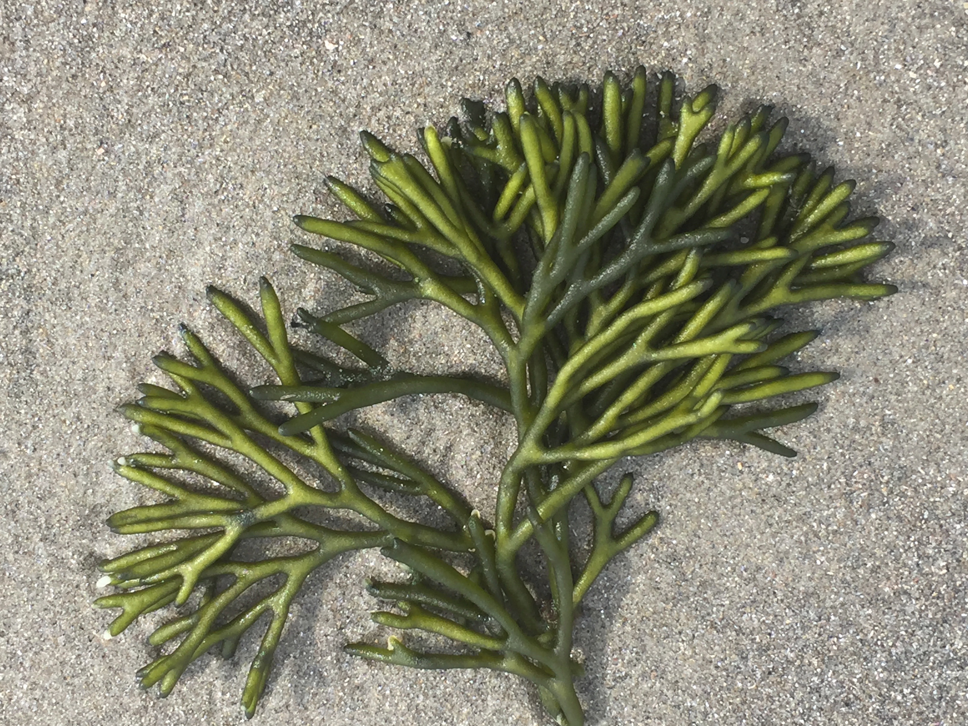 Favorite Things Number 16, Green Seaweed