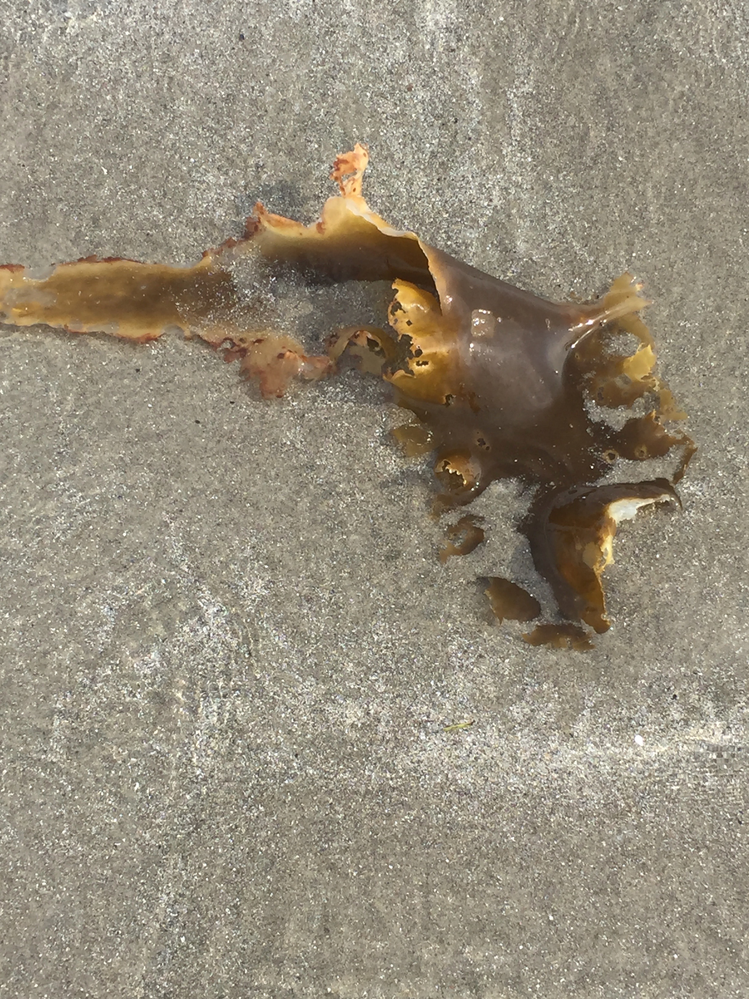 Favorite Things Number 16, Flat Brown Seaweed