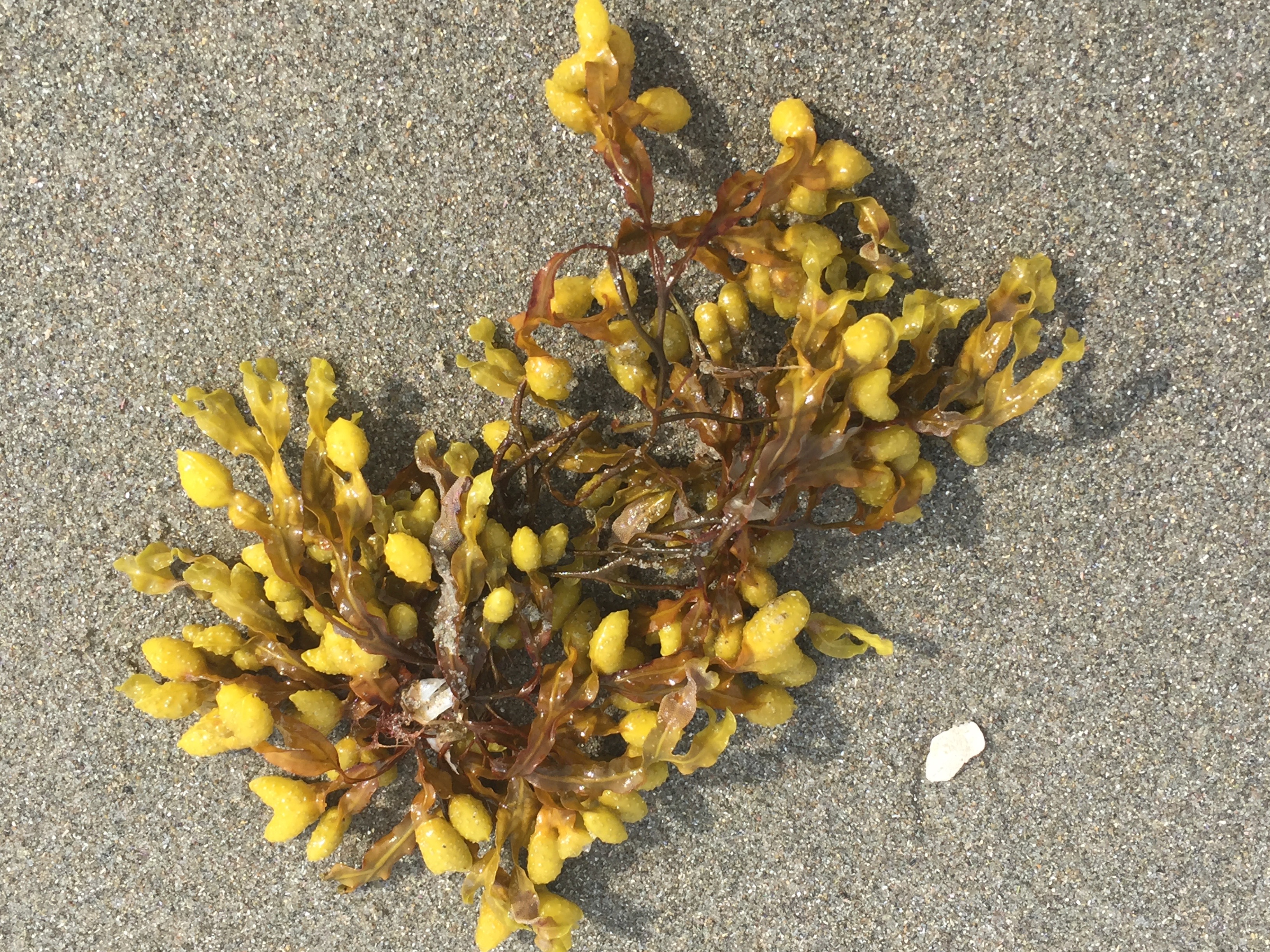 Favorite Things Number 16, Golden Seaweed
