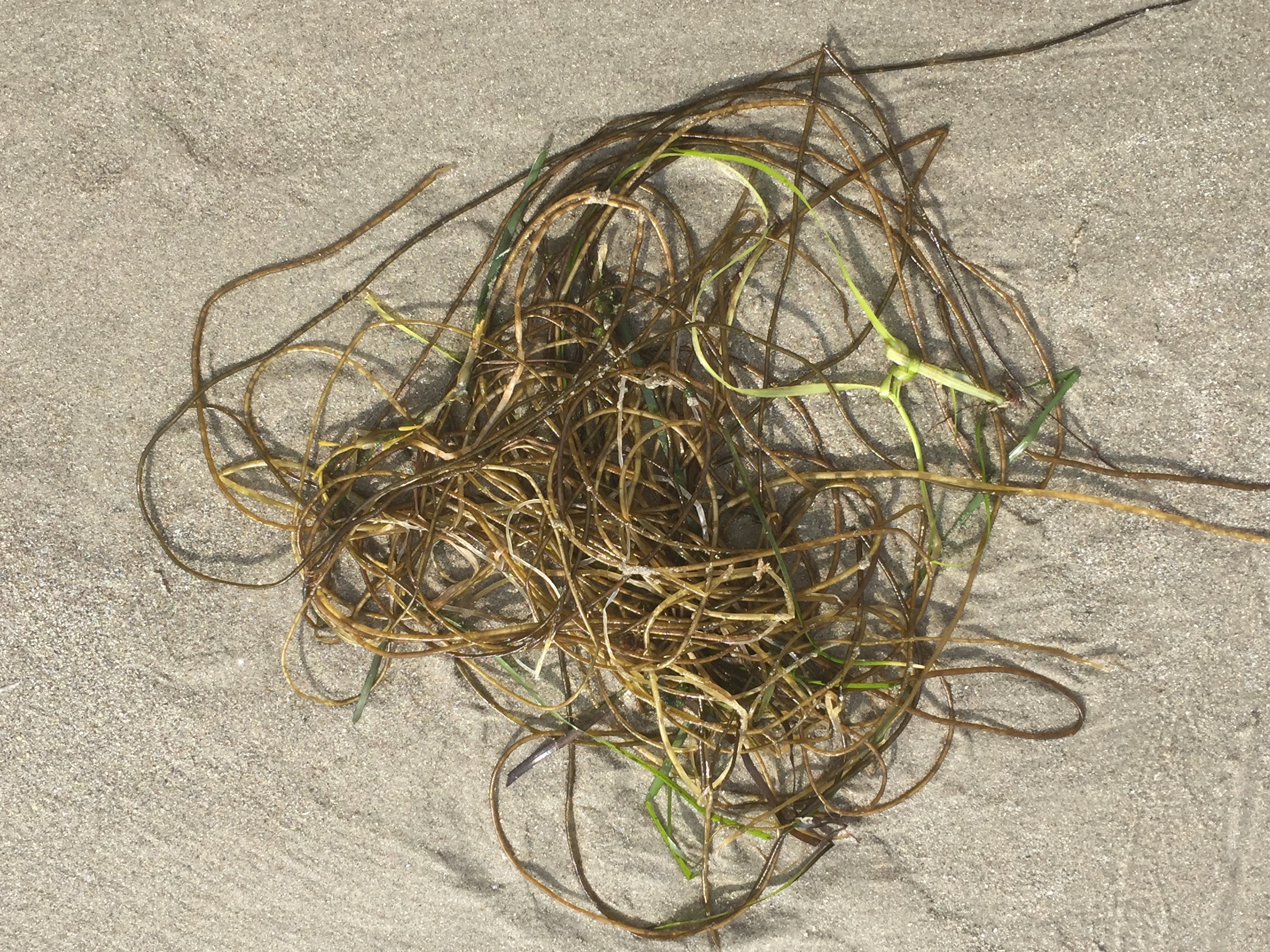 Favorite Things Number 16, Bunch of Mermaid's Hair Seaweed