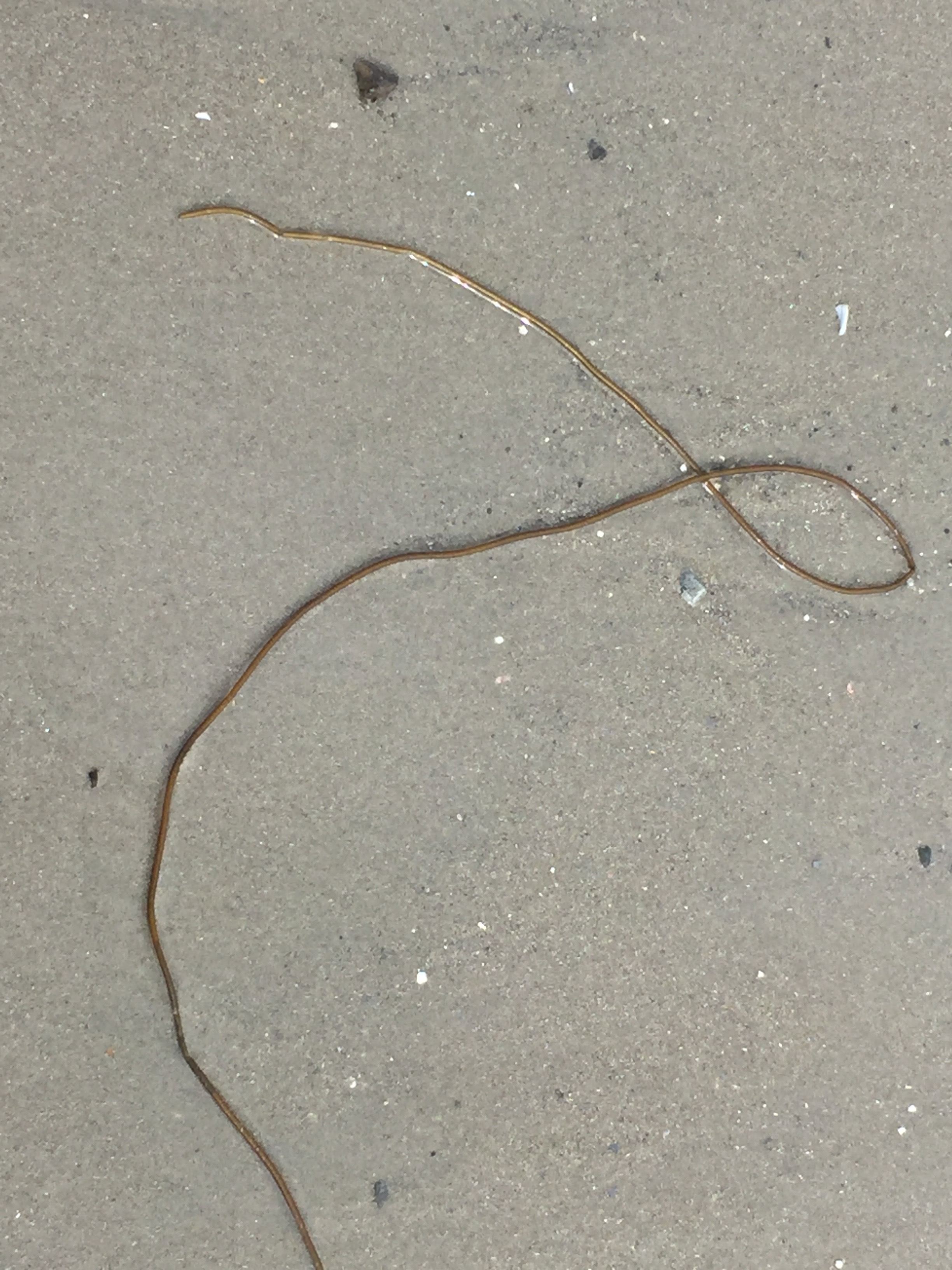 Favorite Things Number 16, Strand of Mermaid's Hair Seaweed