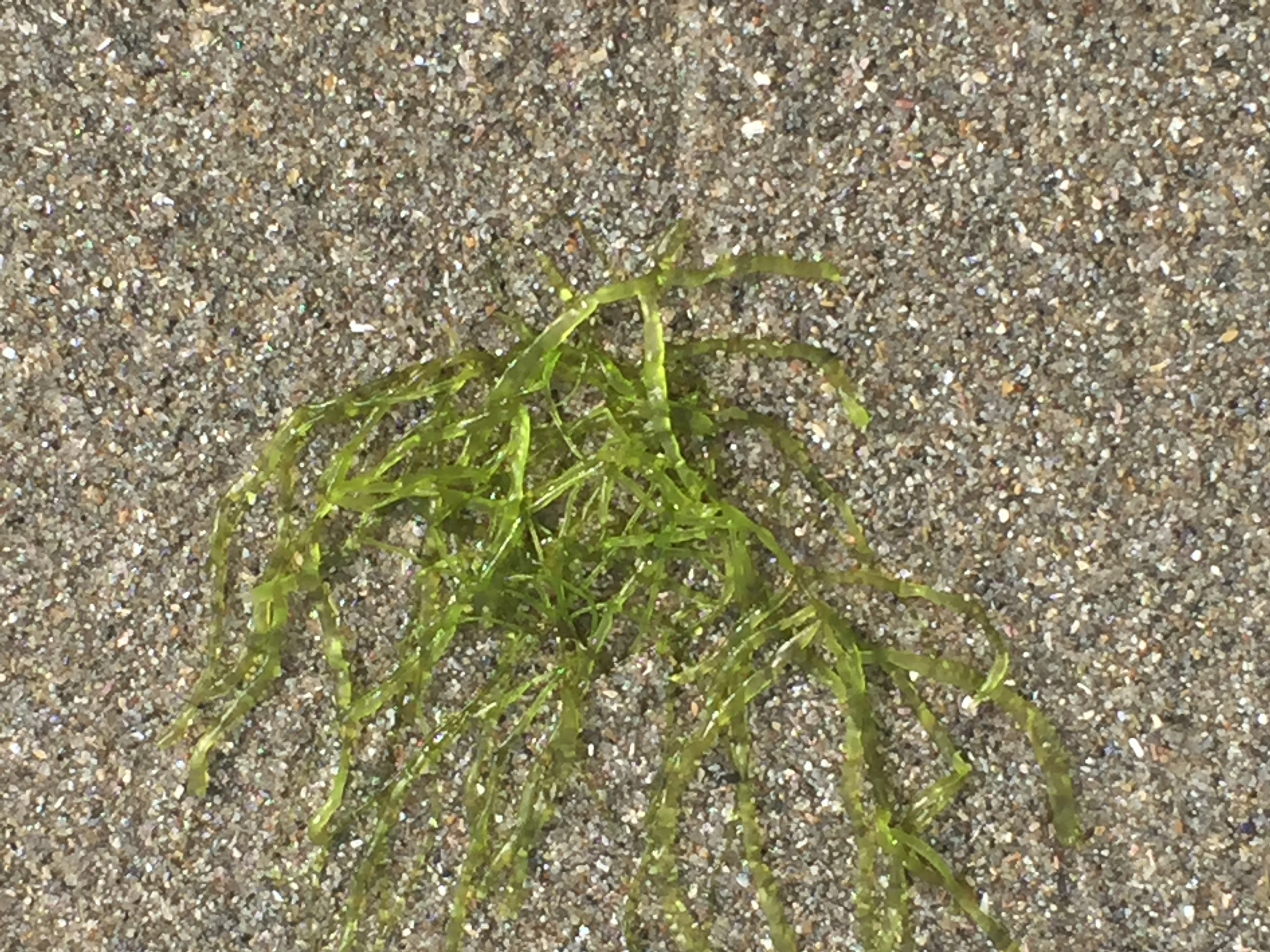 Favorite Things Number 16, Translucent Green Seaweed