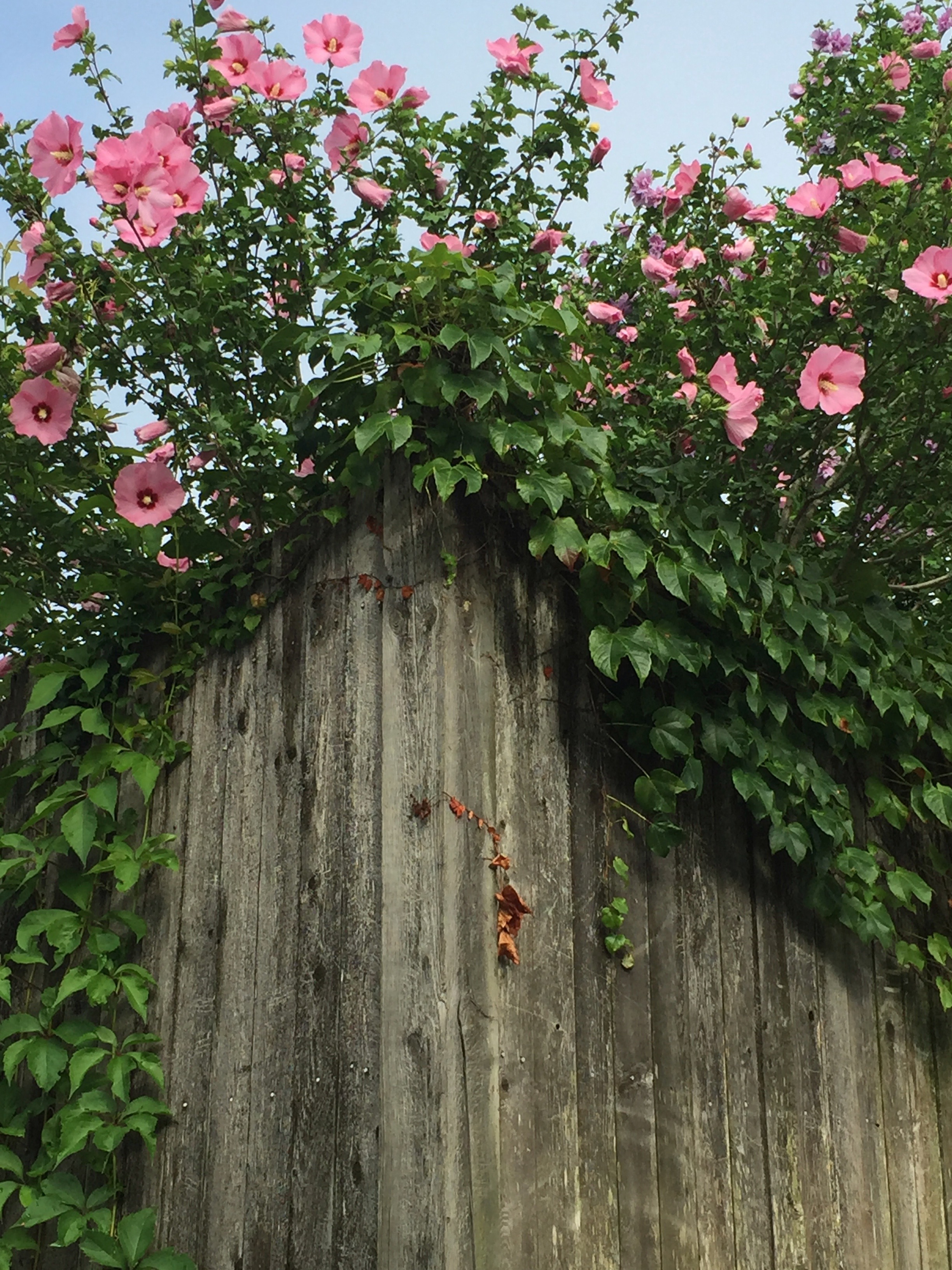 It's the Weekend, Number 68. Rose of Sharon looming high over a wood fence