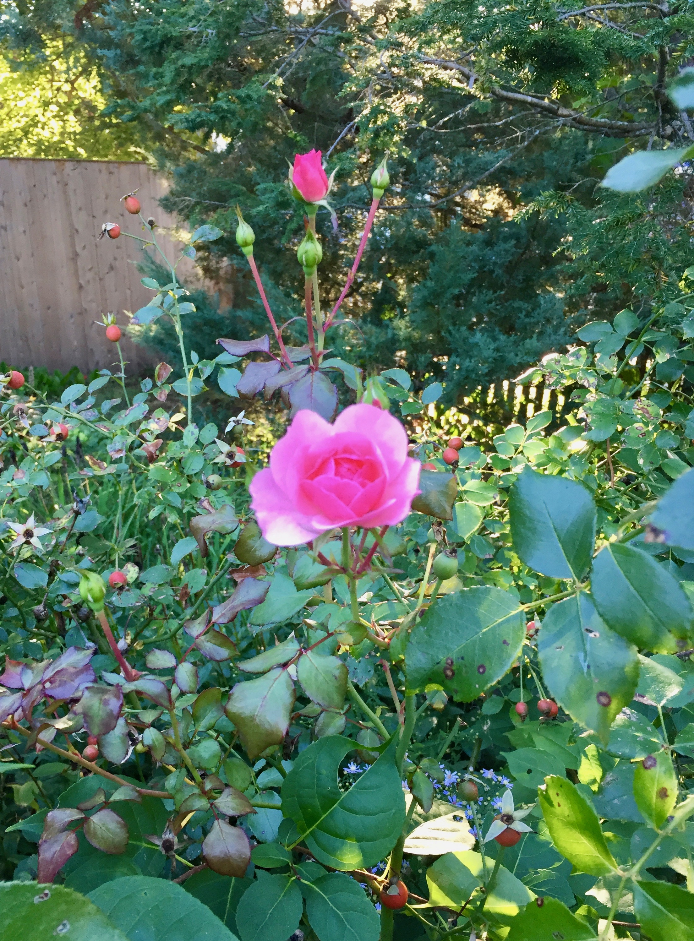 It's the weekend! Number 74, Autumn Roses in My Neighborhood
