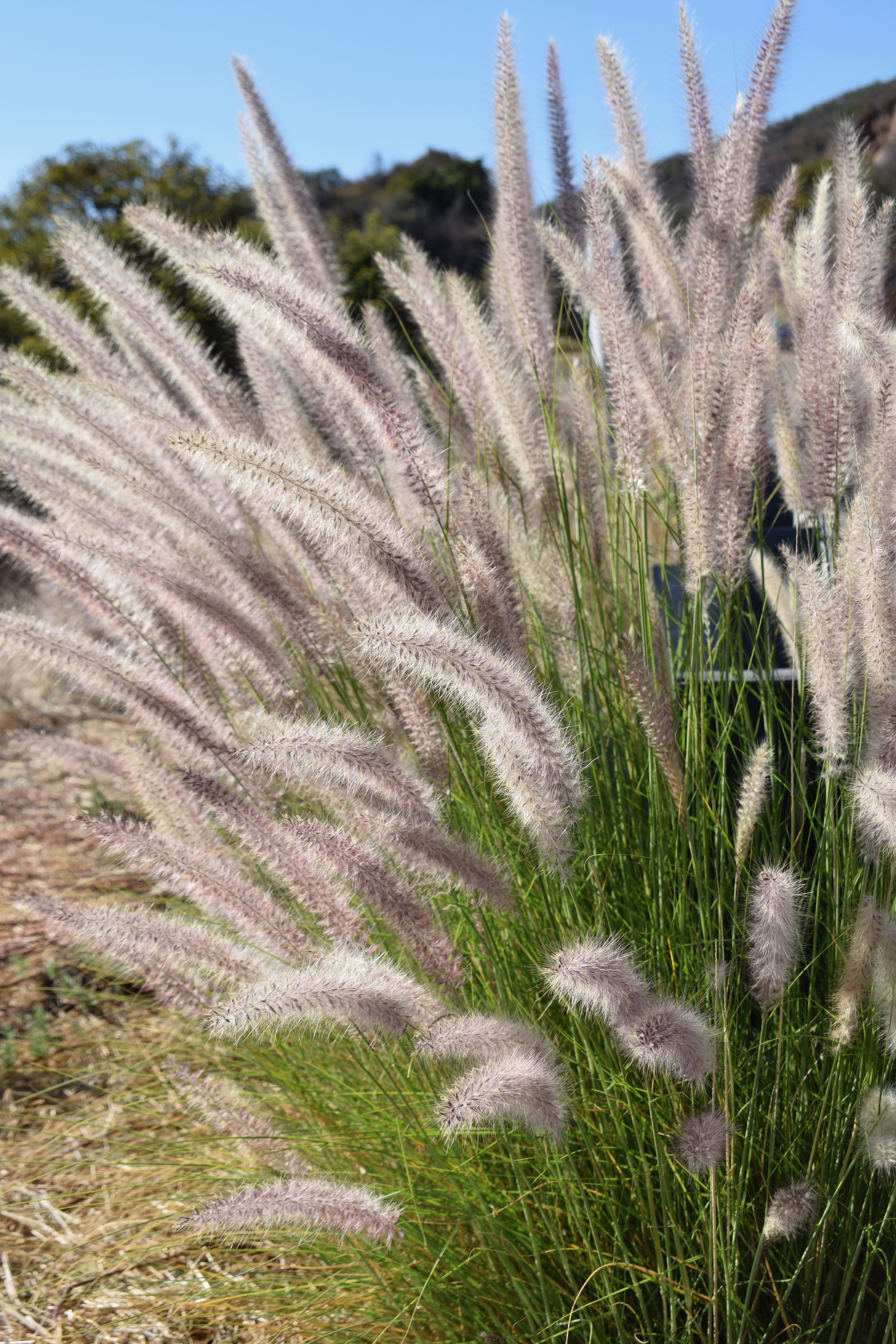 It's the weekend, Number 79, Grasses growing in hills near Santa Barbara, CA