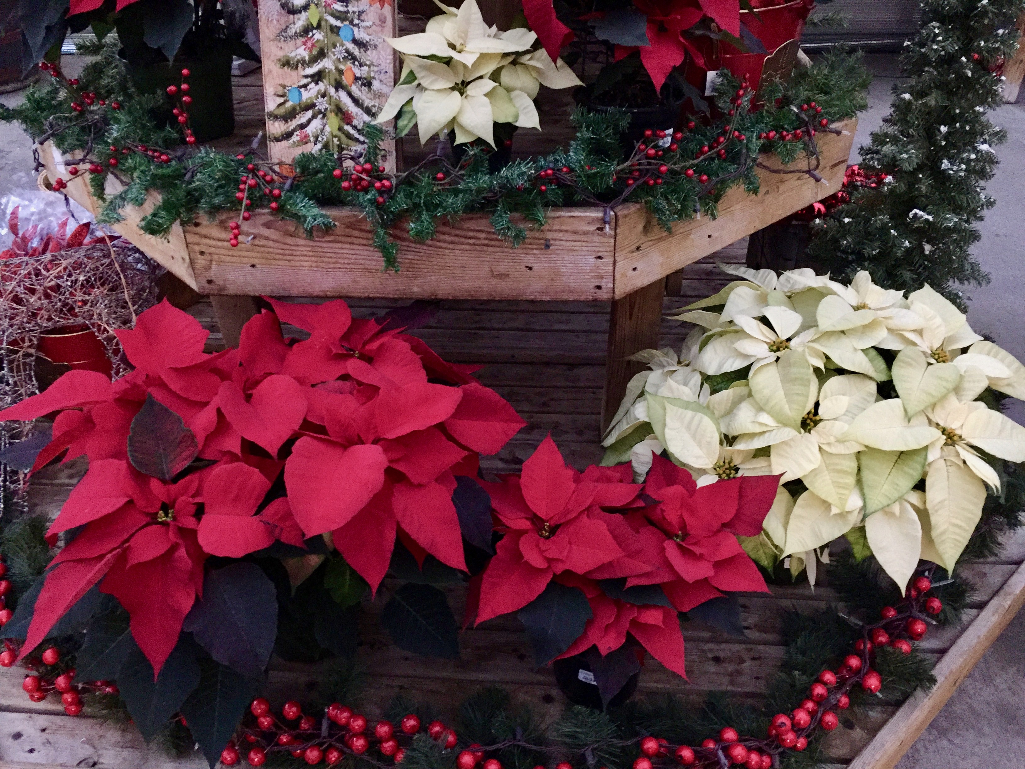 2018 Holiday Gift Giving Ideas, Poinsettias