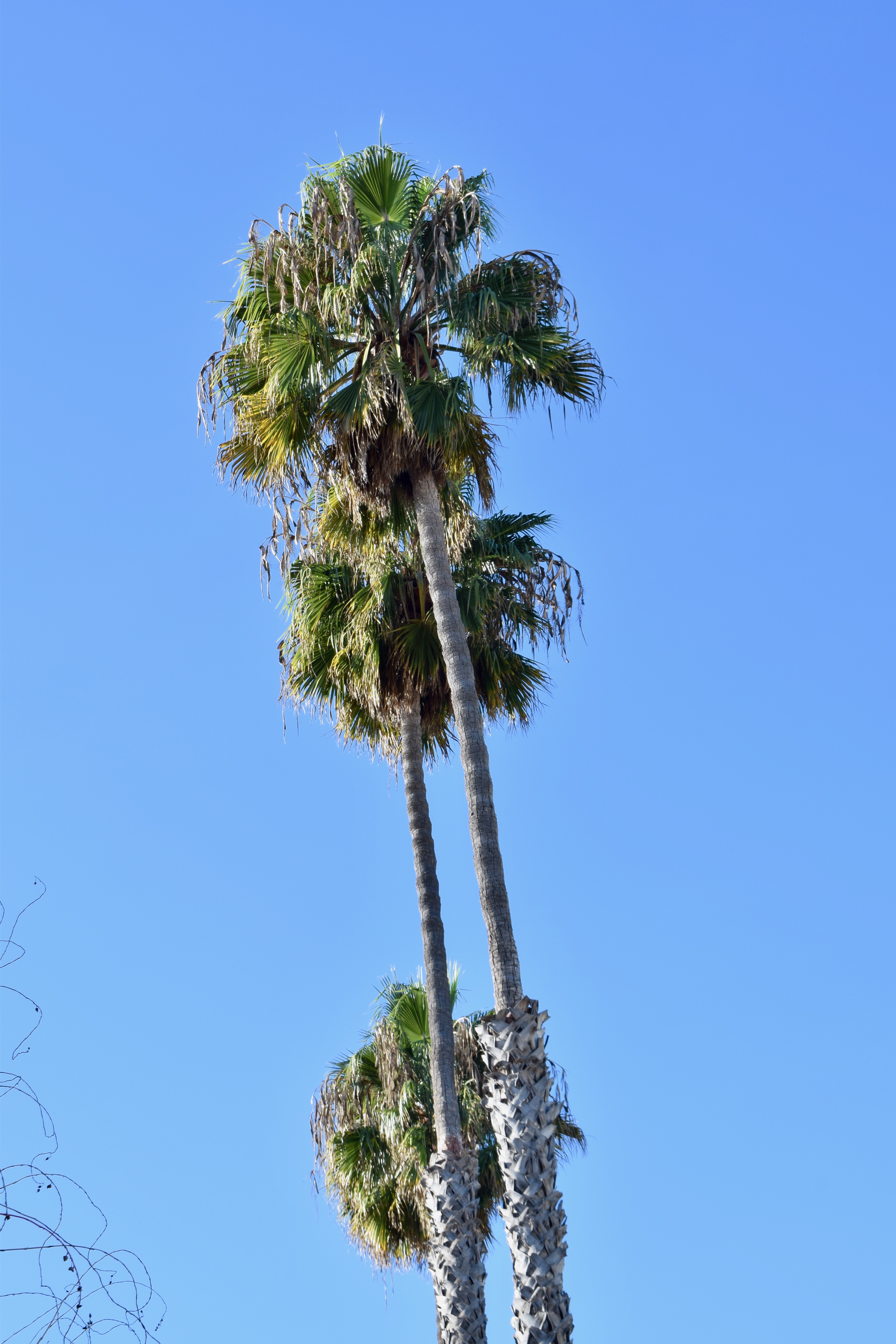 It's the Weekend Number 76, Palm Trees in L.A.