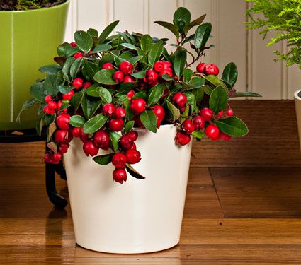 Gifts for Your Host, Potted Wintergreen Plant