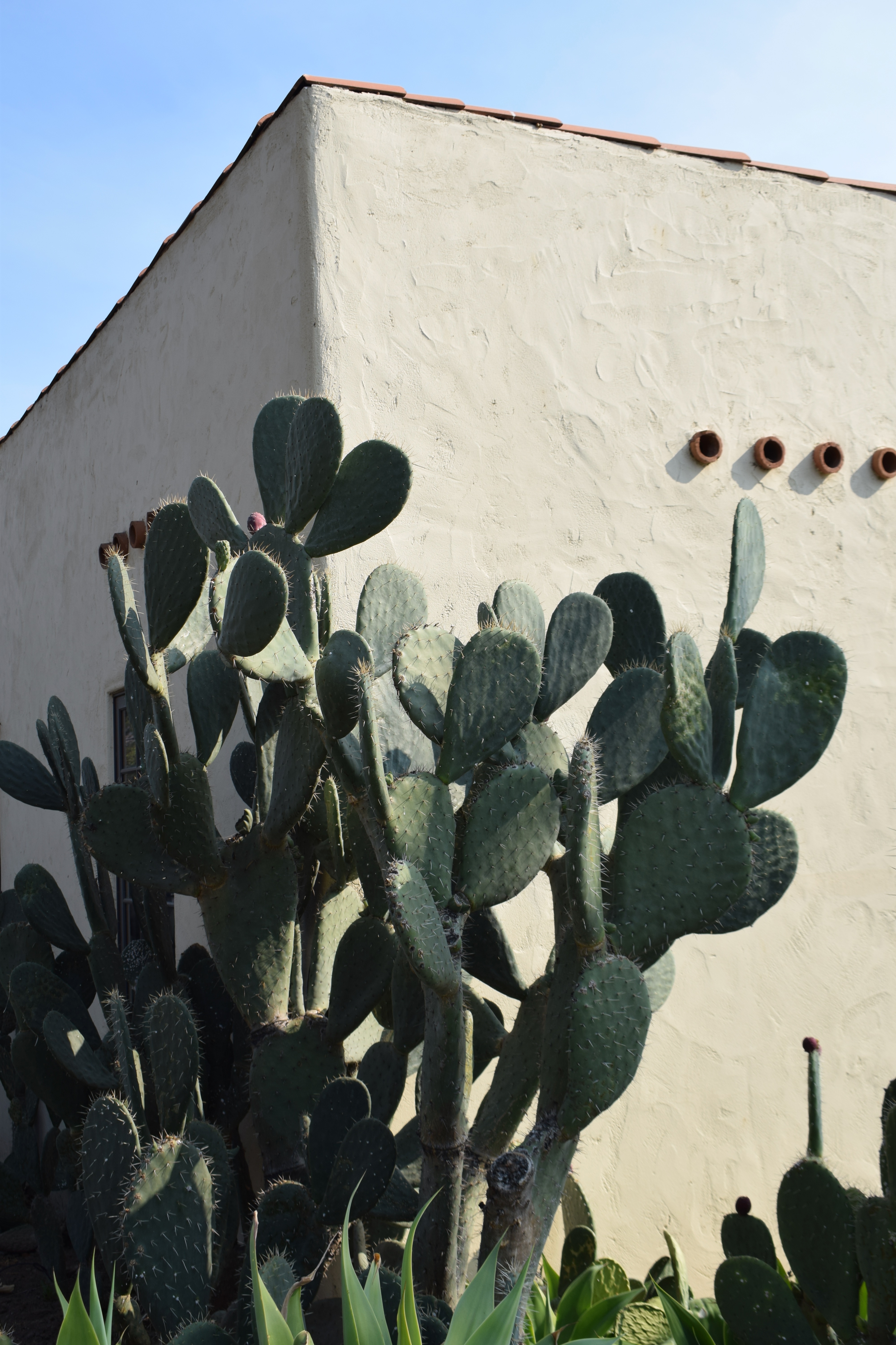 It's the weekend!, number 93. Cactus and white stucco building