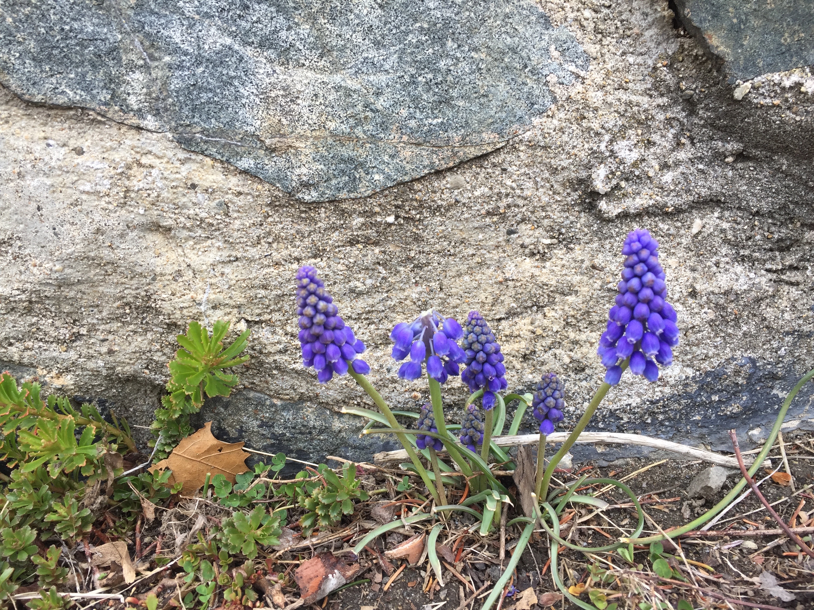 It's the Weekend, Number 99, Grape Hyacinth Against a Stone Wall