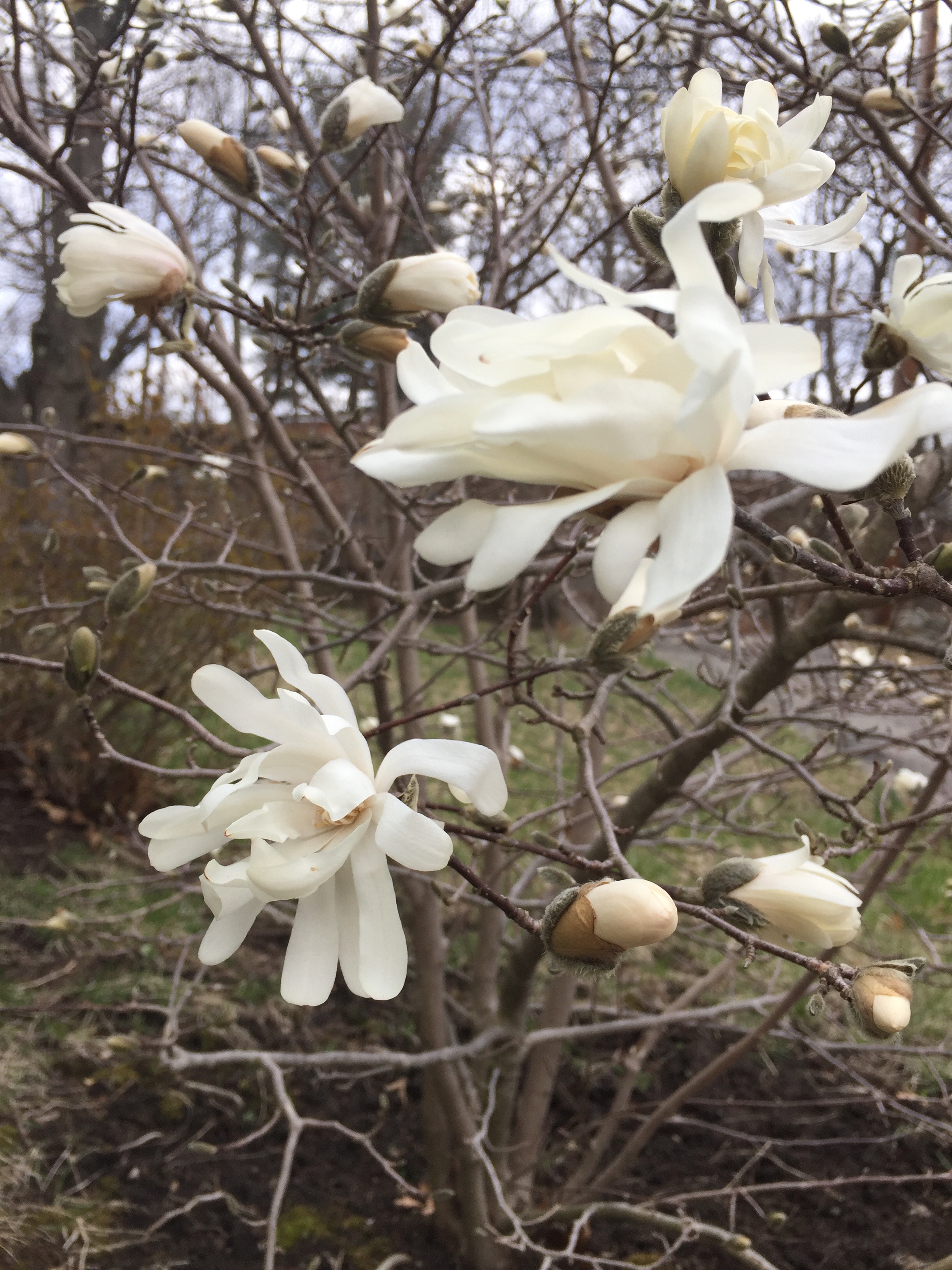 It's the Weekend! Number 100, Star Magnolia Tree in Bloom