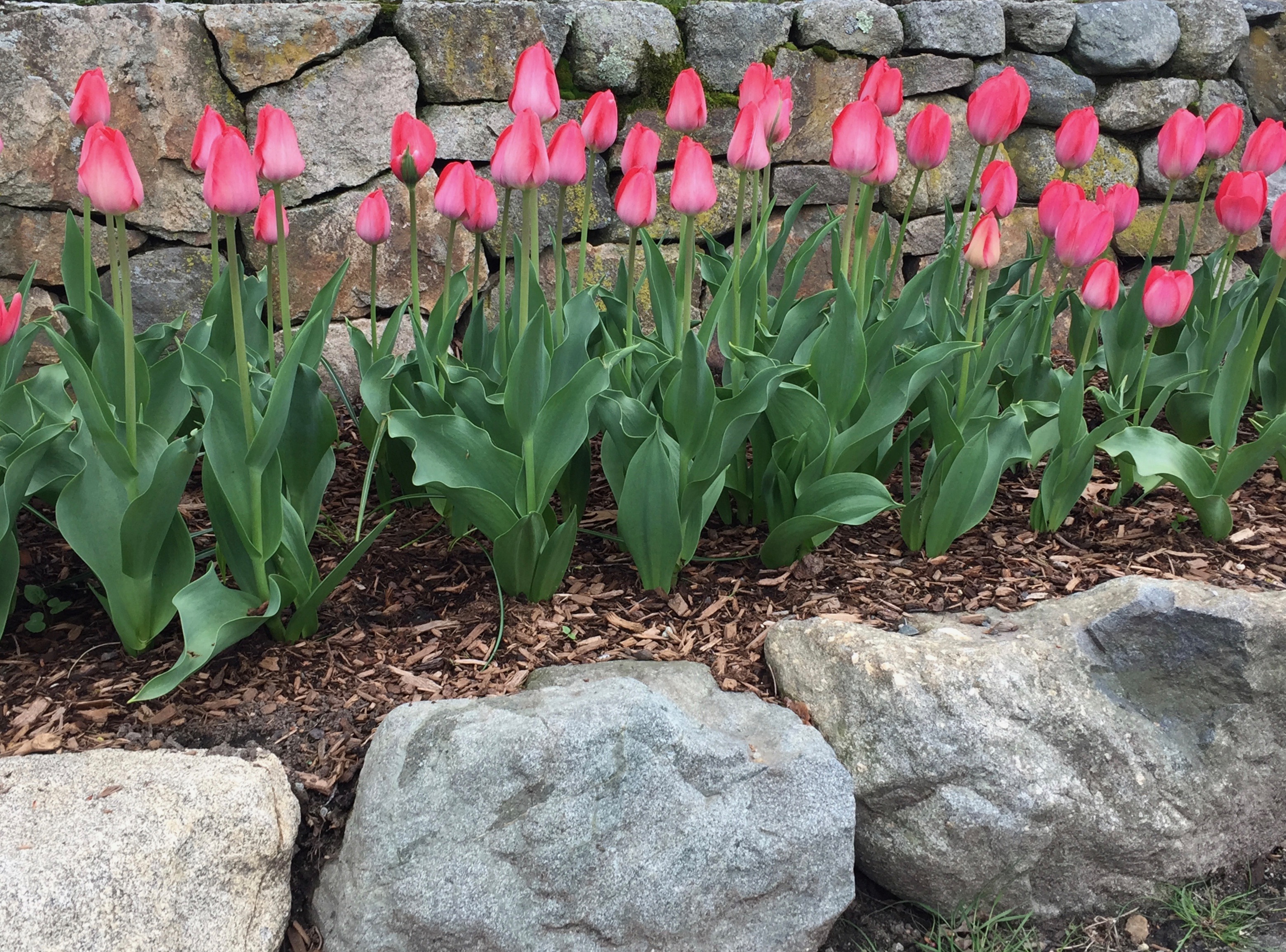 It's the Weekend!, Number 103, Pink Tulips Line a Stone Wall