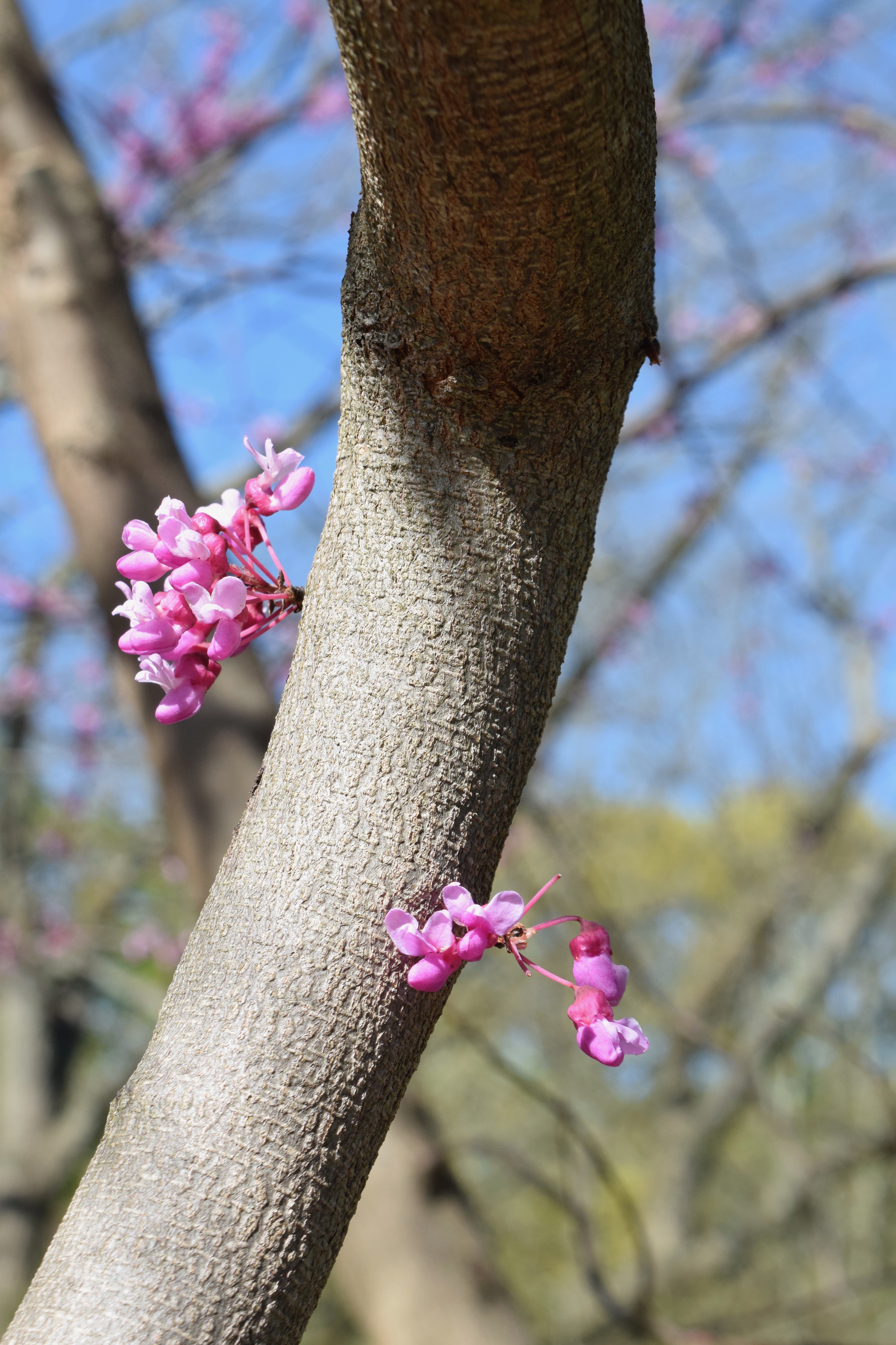 It's the Weekend, Number 106, Blooms on a Redbud Tree