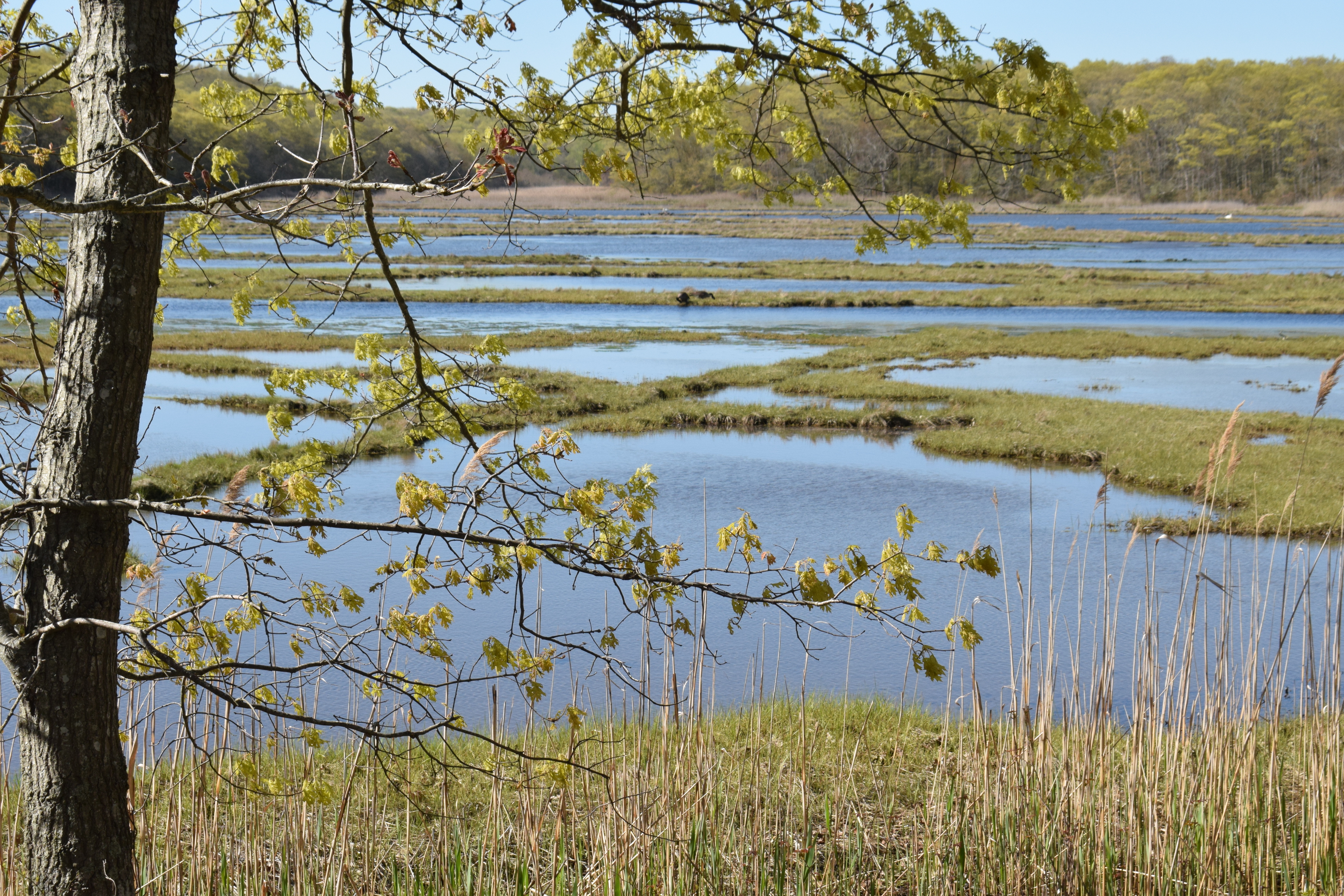 It's the Weekend, Number 107, Spring weekend in a marsh on the CT coast